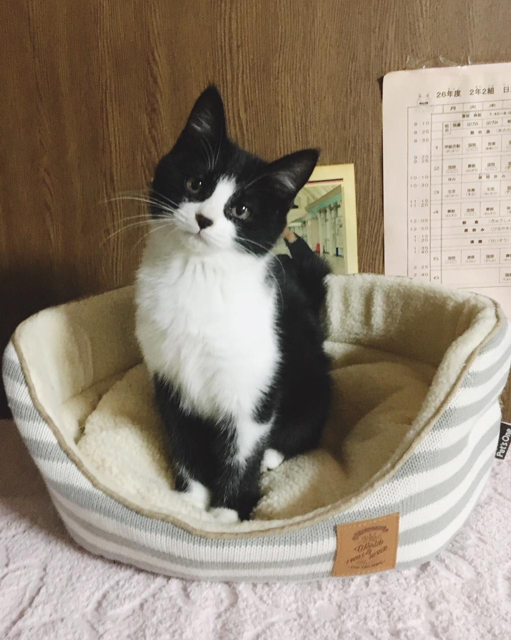 わんにゃんサイトの猫の写真