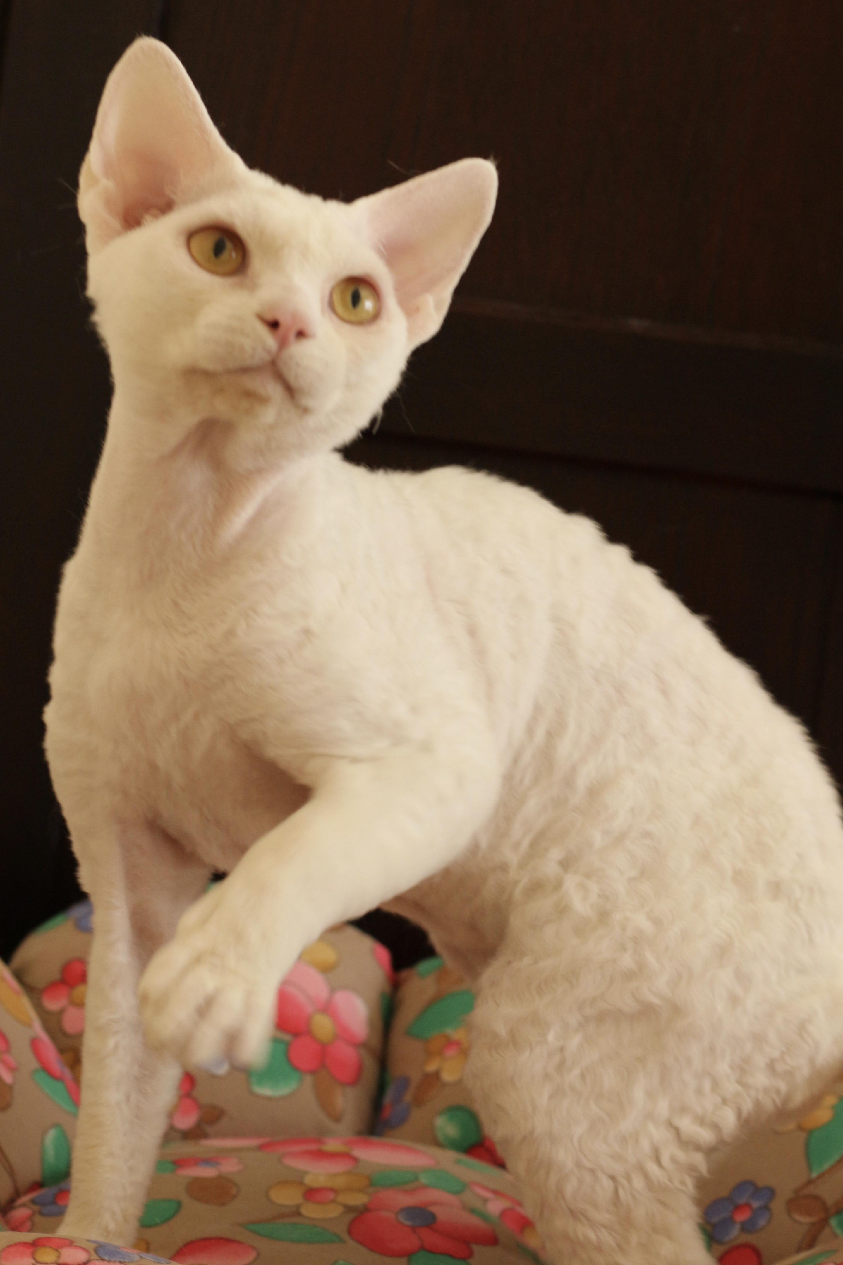 わんにゃんサイトの猫の写真