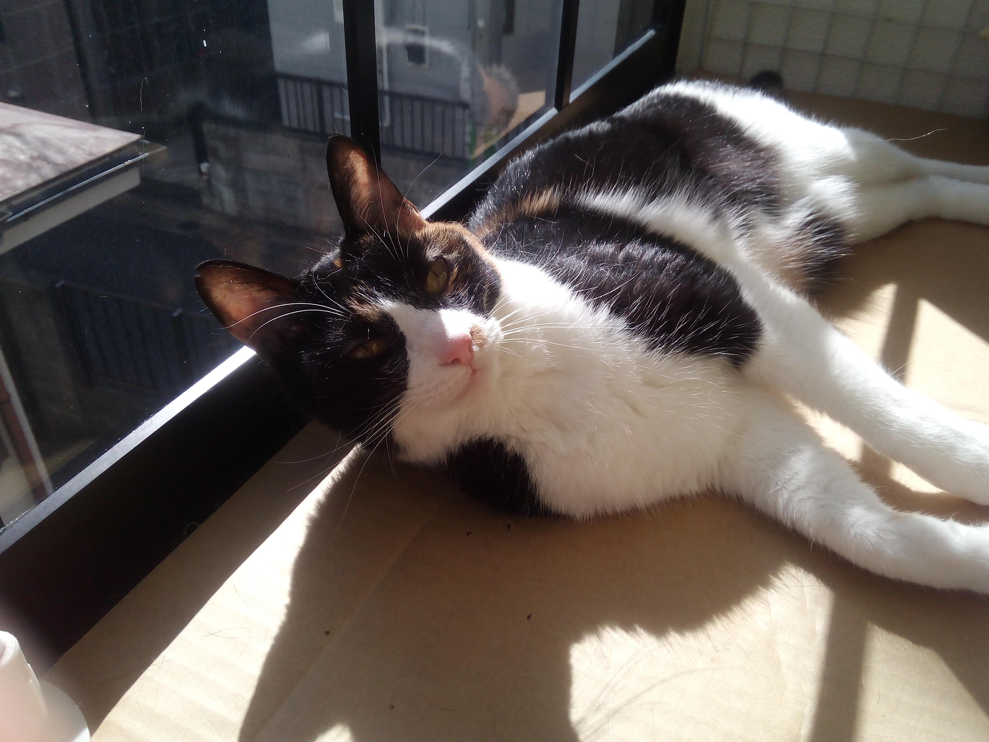 わんにゃんサイトの猫の写真