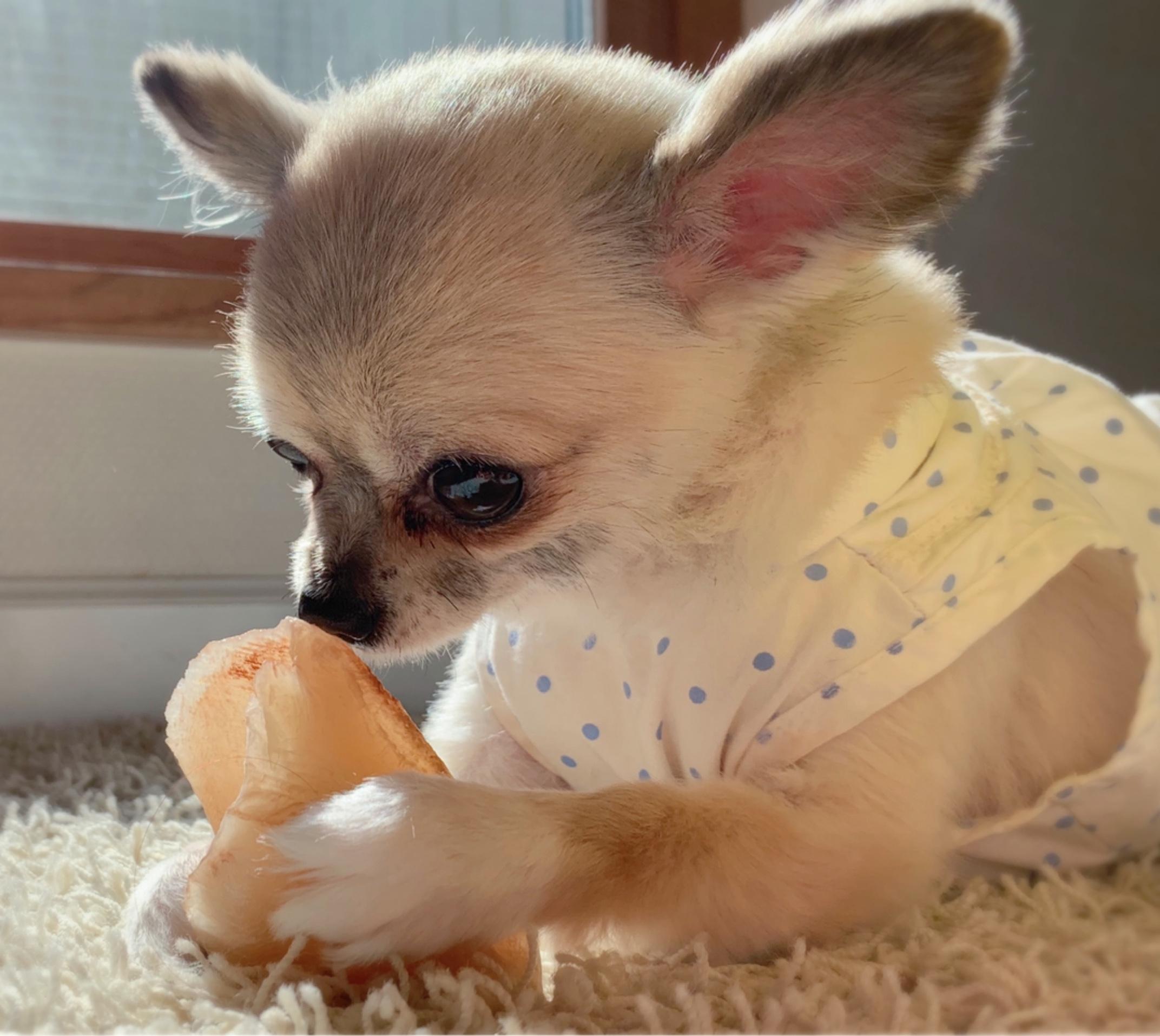 わんにゃんサイトの犬の写真