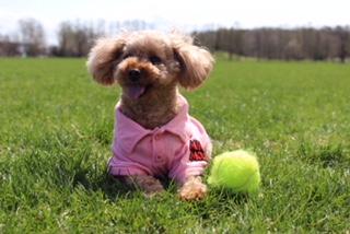 わんにゃんサイトの犬の写真