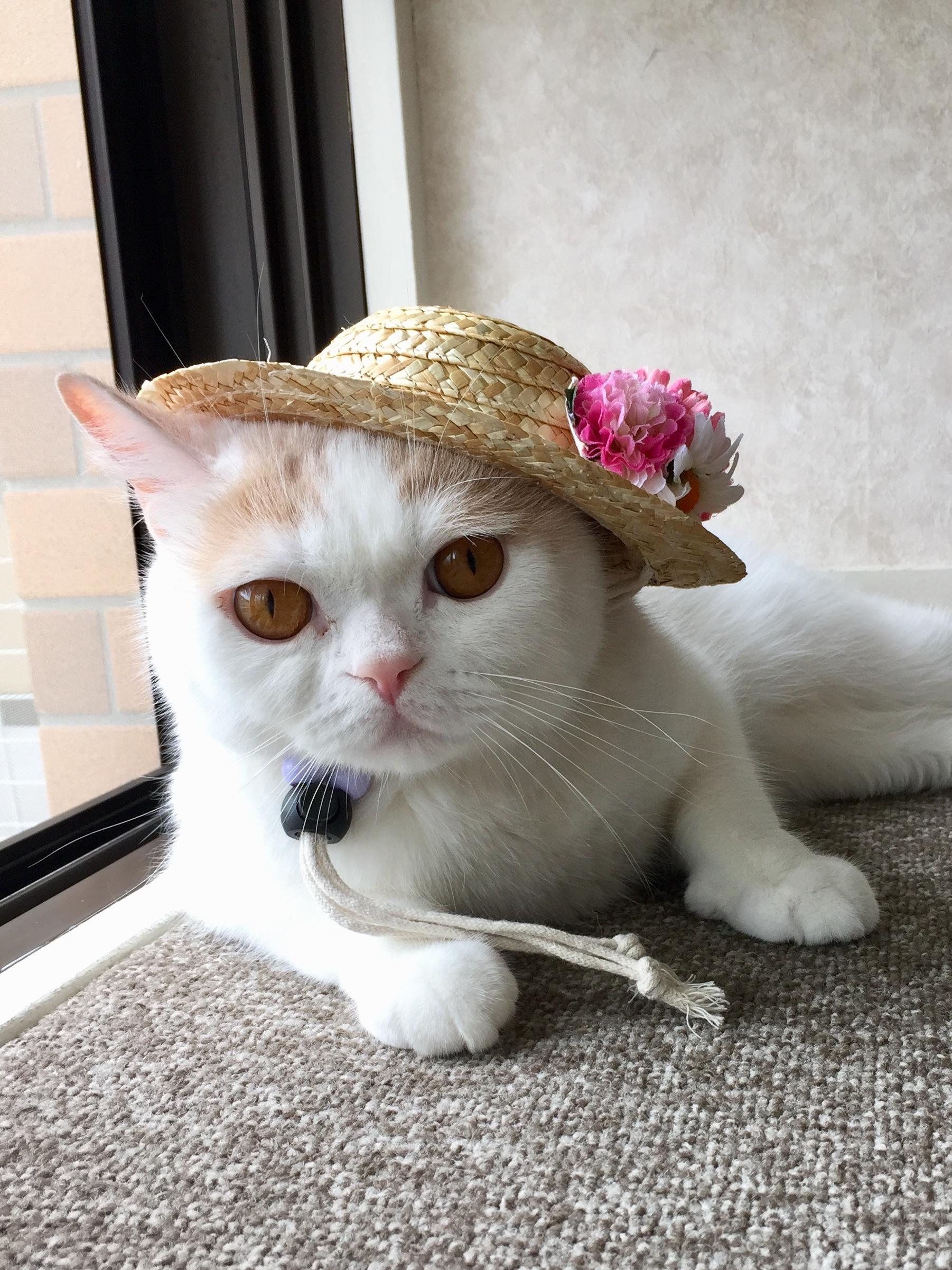 わんにゃんサイトの猫の写真