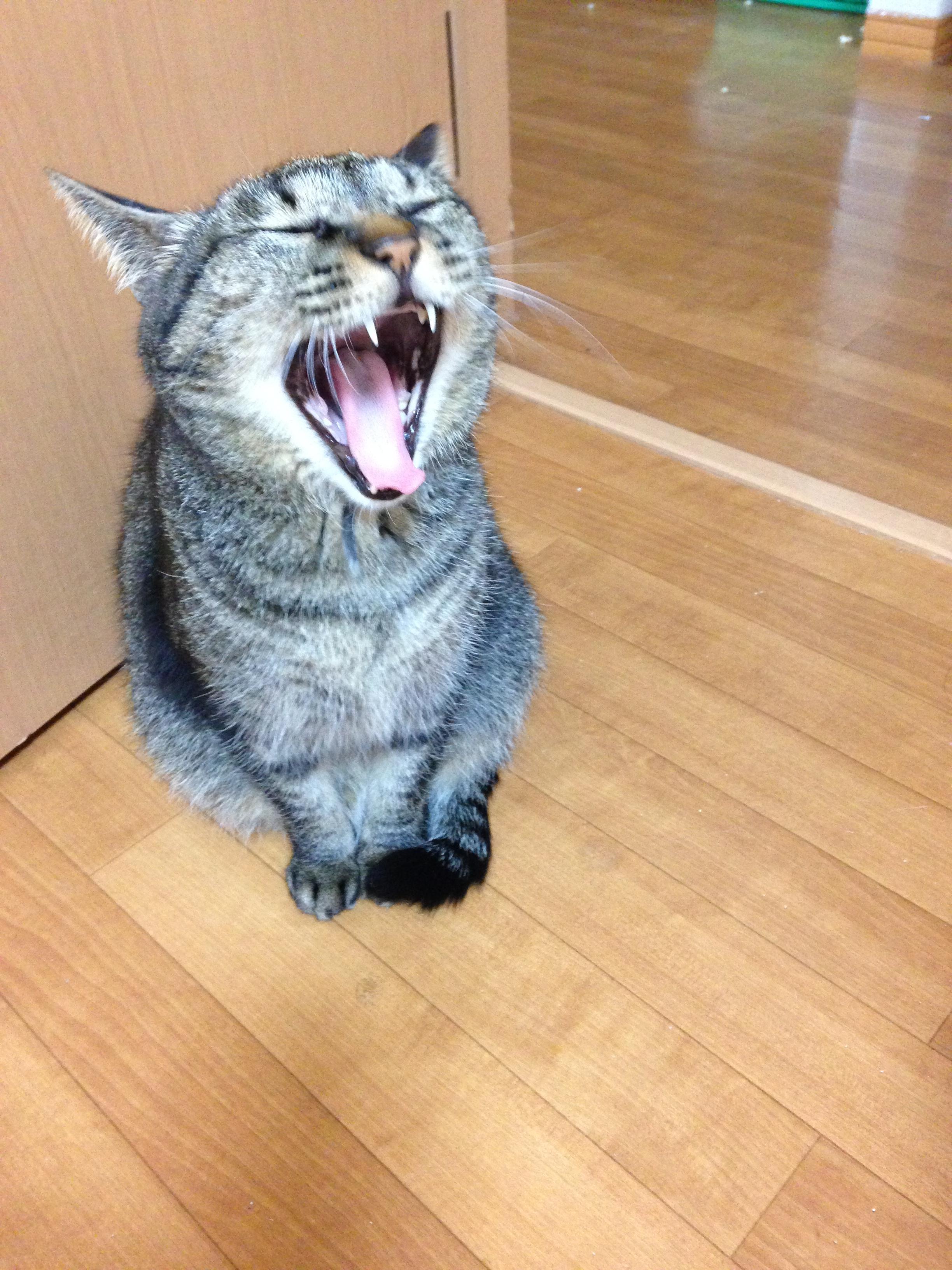 わんにゃんサイトの猫の写真