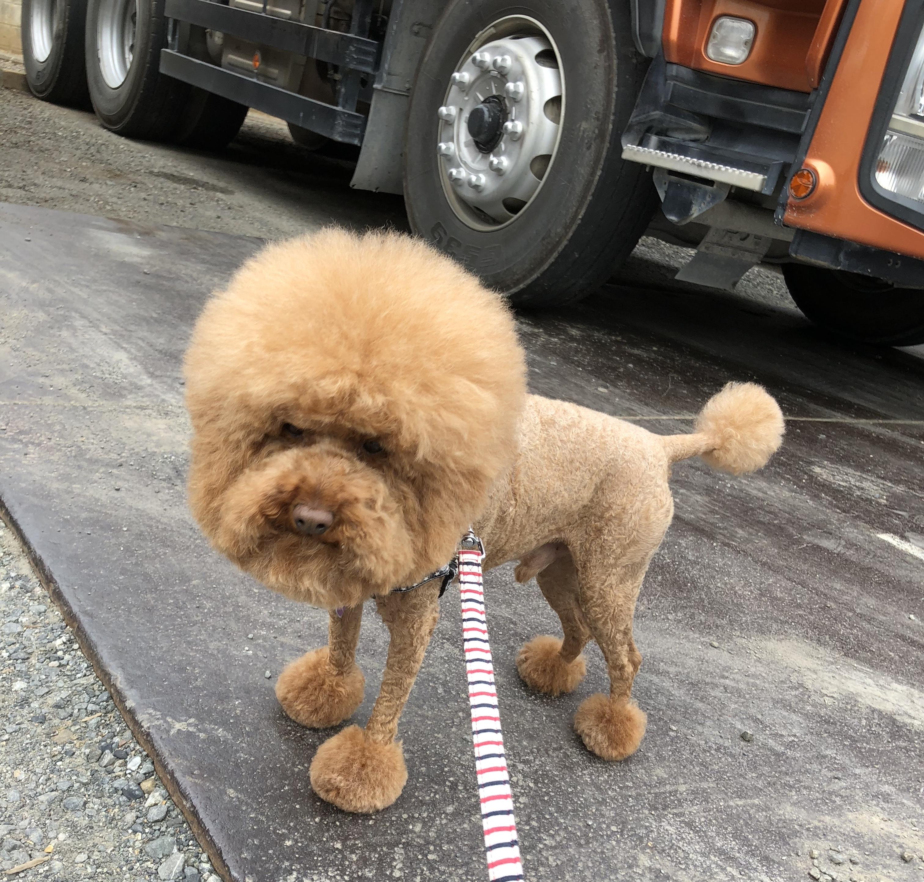 わんにゃんサイトの犬の写真