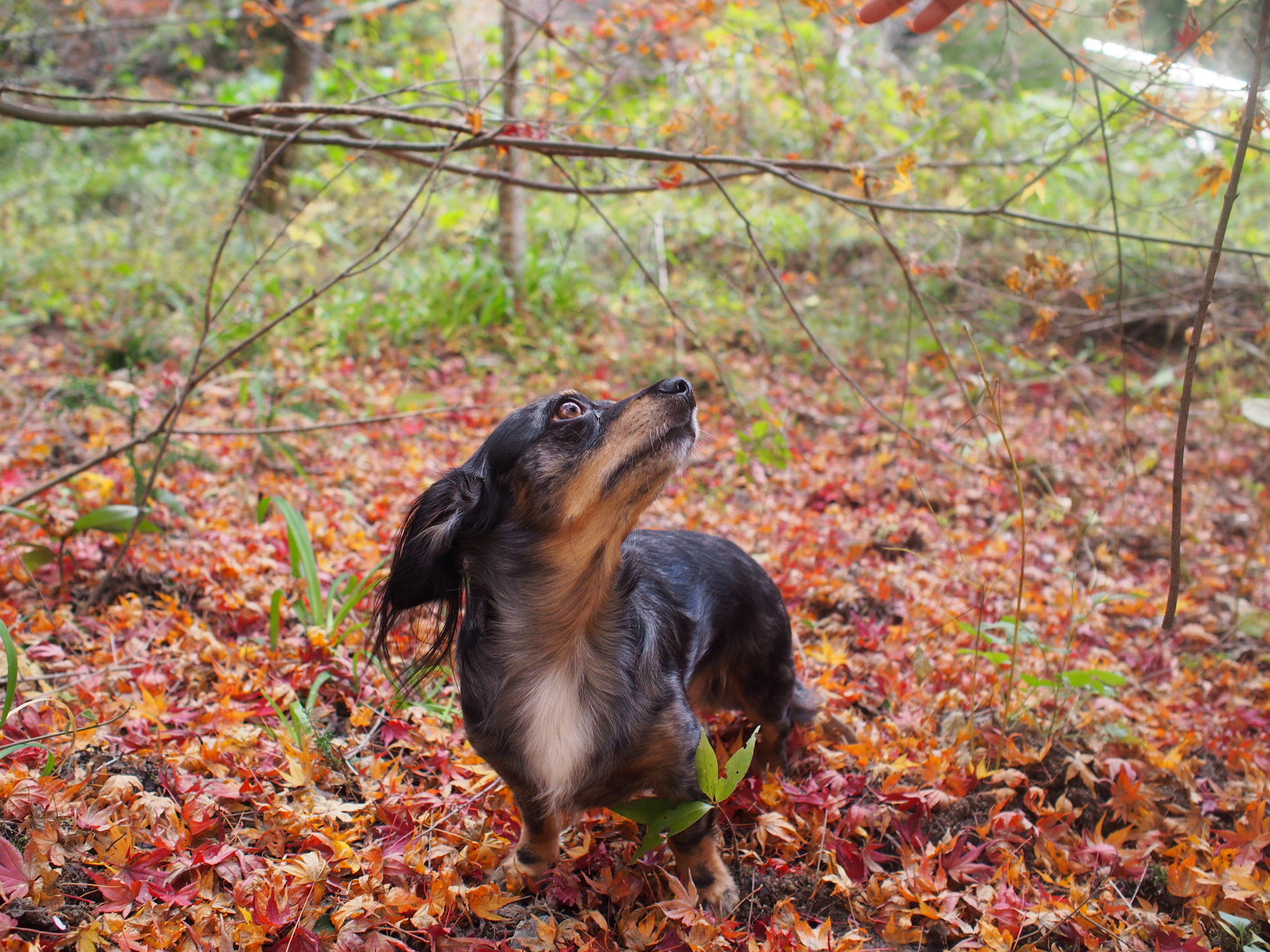 わんにゃんサイトの犬の写真