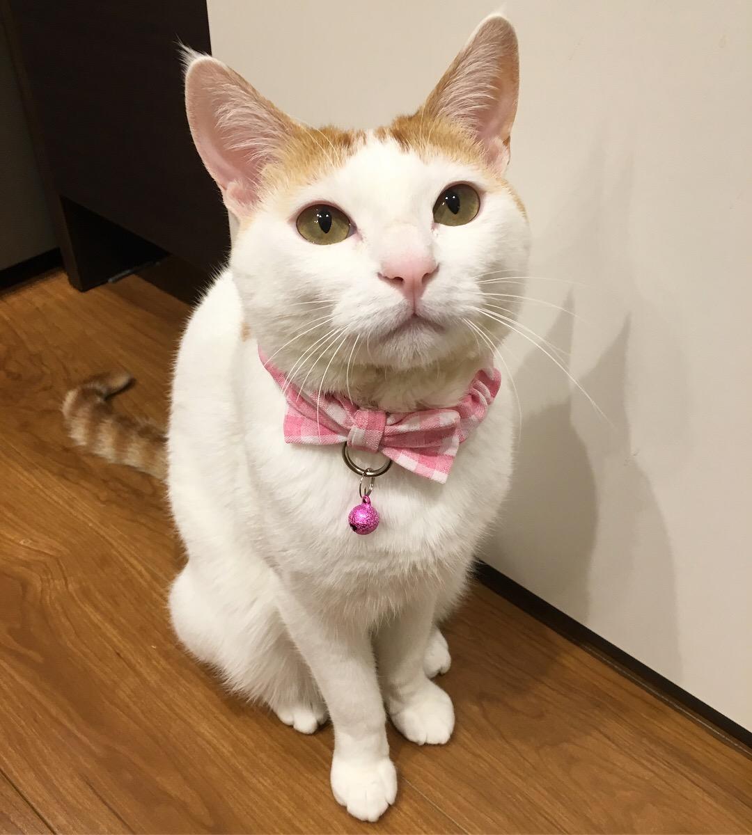 わんにゃんサイトの猫の写真