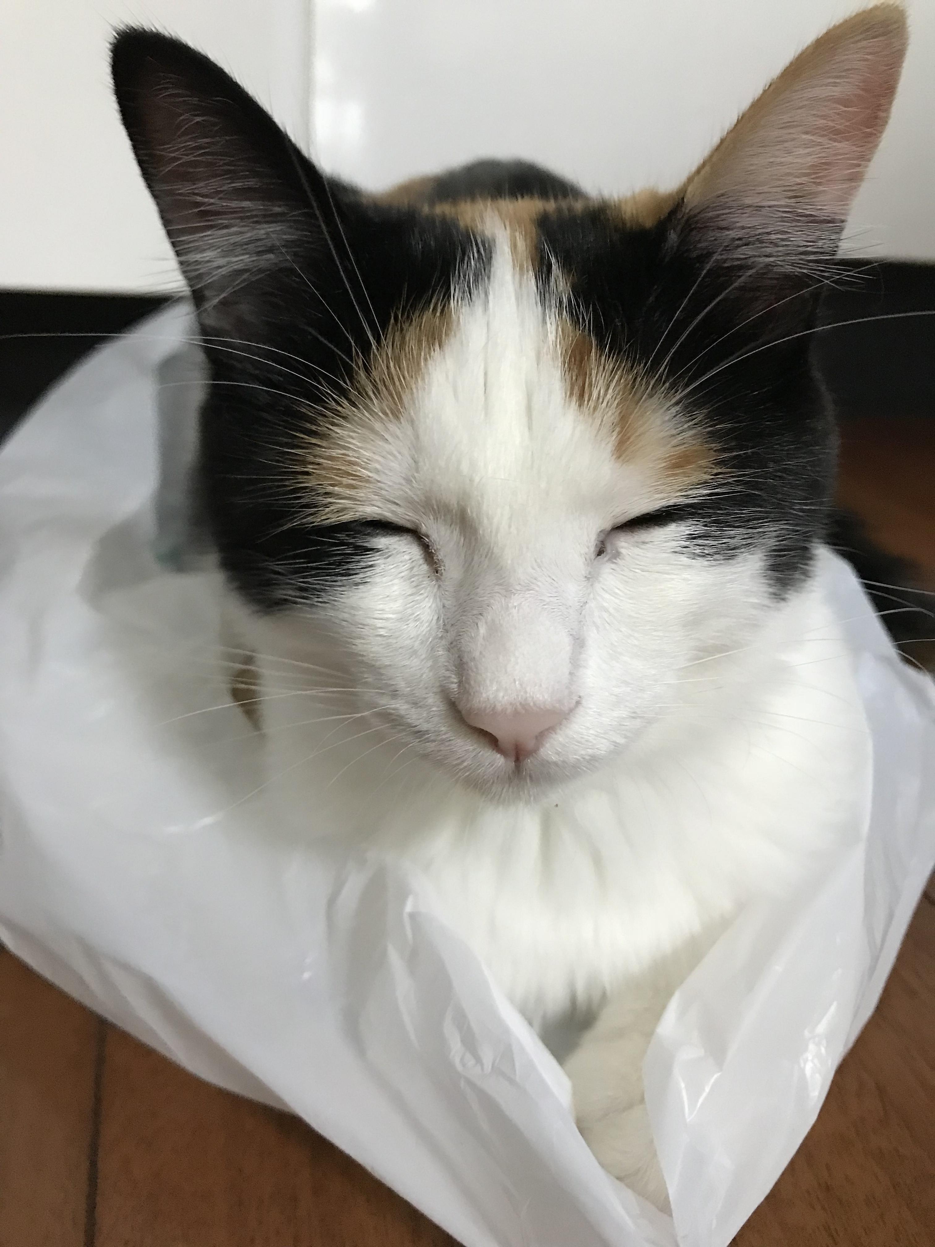 わんにゃんサイトの猫の写真