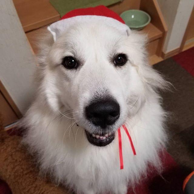 わんにゃんサイトの犬の写真