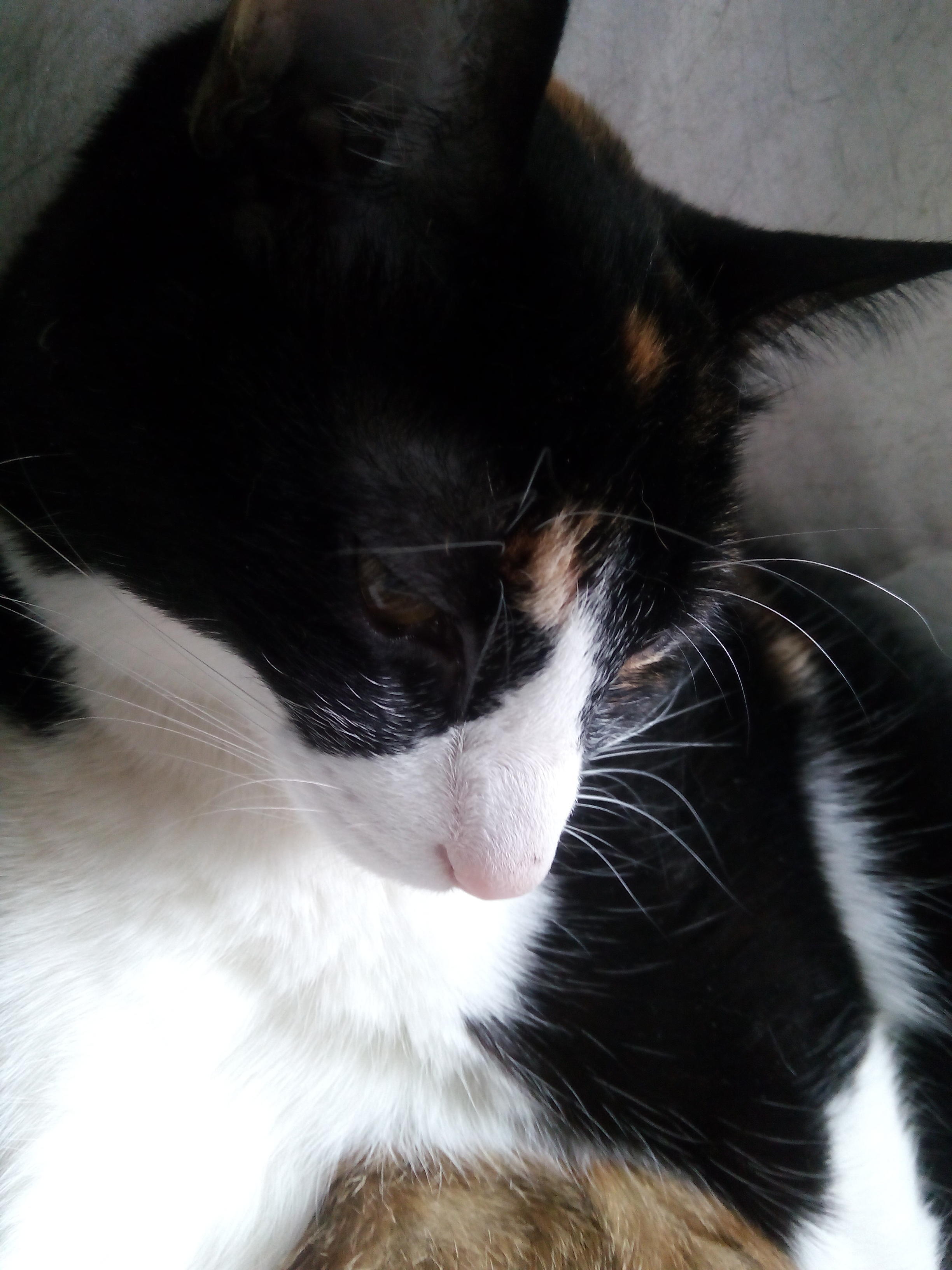 わんにゃんサイトの猫の写真