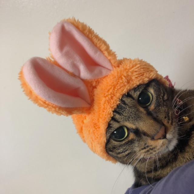 わんにゃんサイトの猫の写真