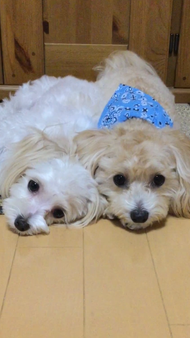 わんにゃんサイトの犬の写真