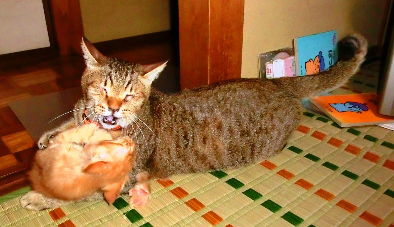 わんにゃんサイトの猫の写真
