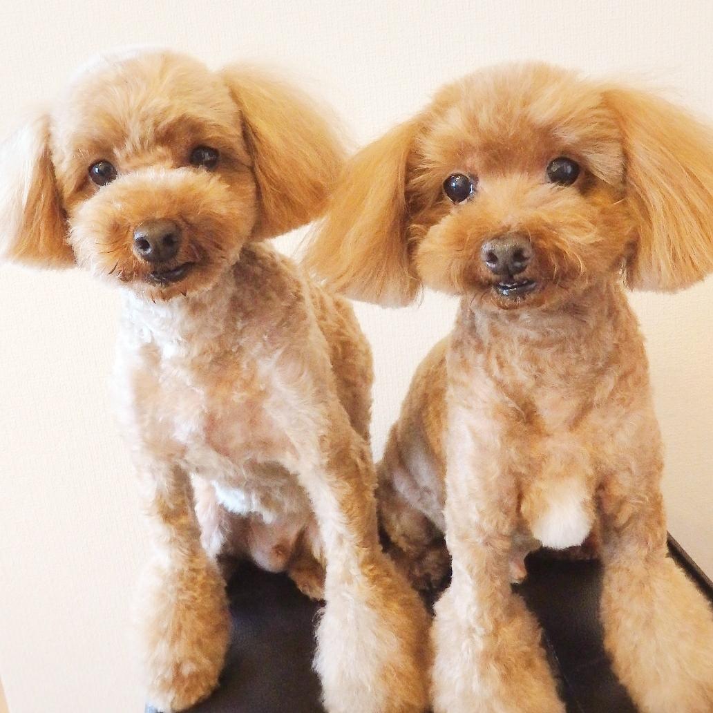 わんにゃんサイトの犬の写真