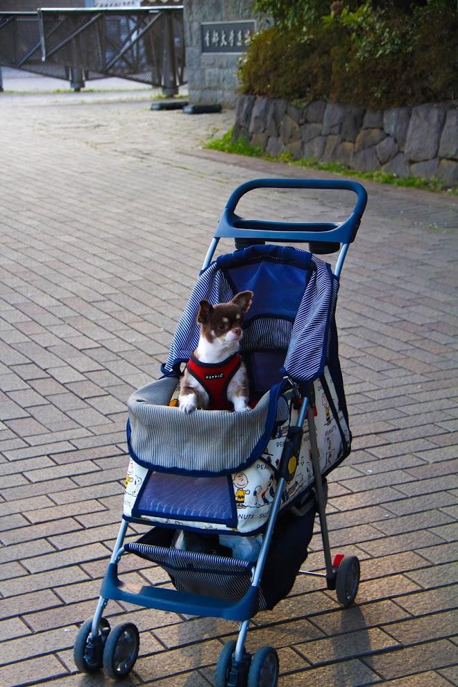 わんにゃんサイトの犬の写真