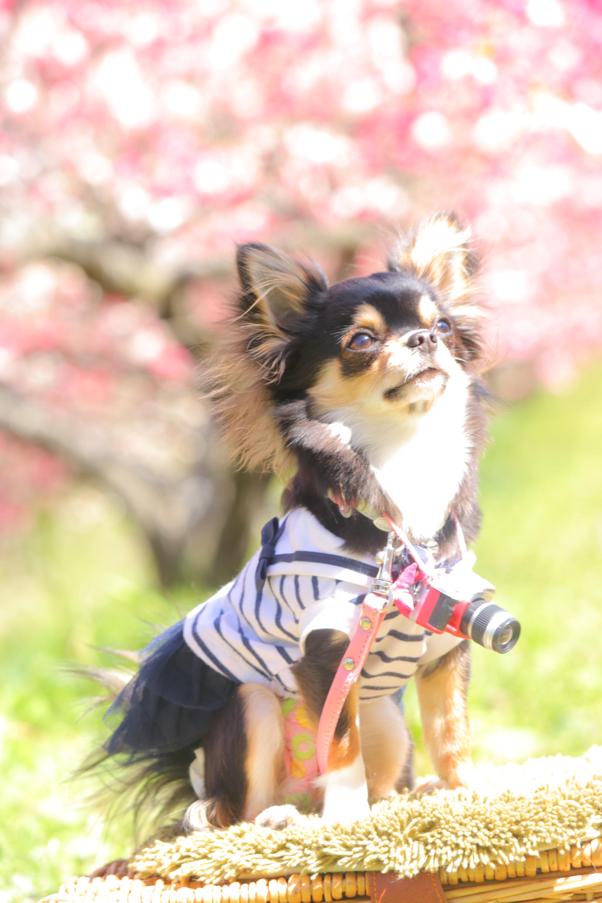 わんにゃんサイトの犬の写真