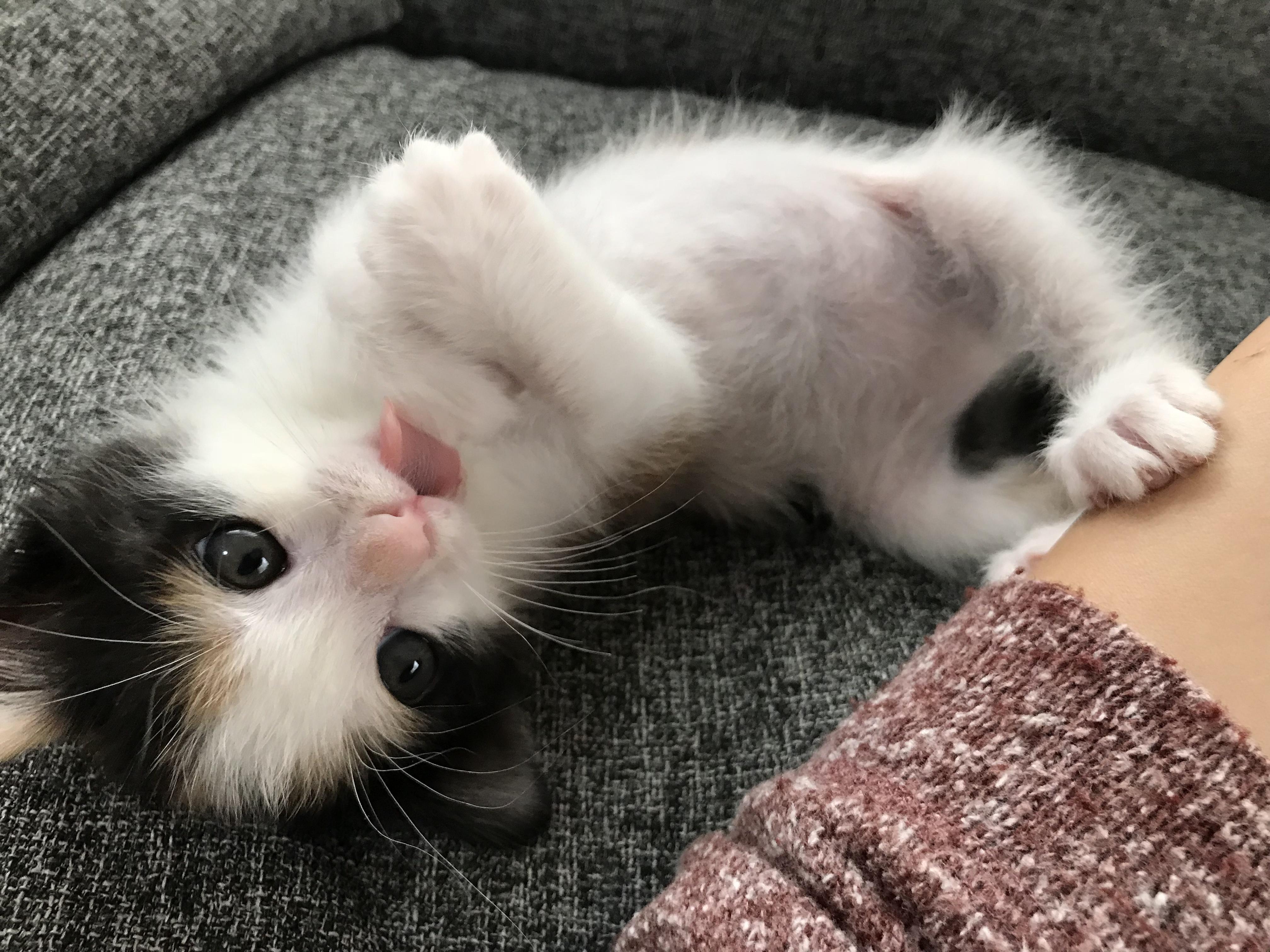 わんにゃんサイトの猫の写真