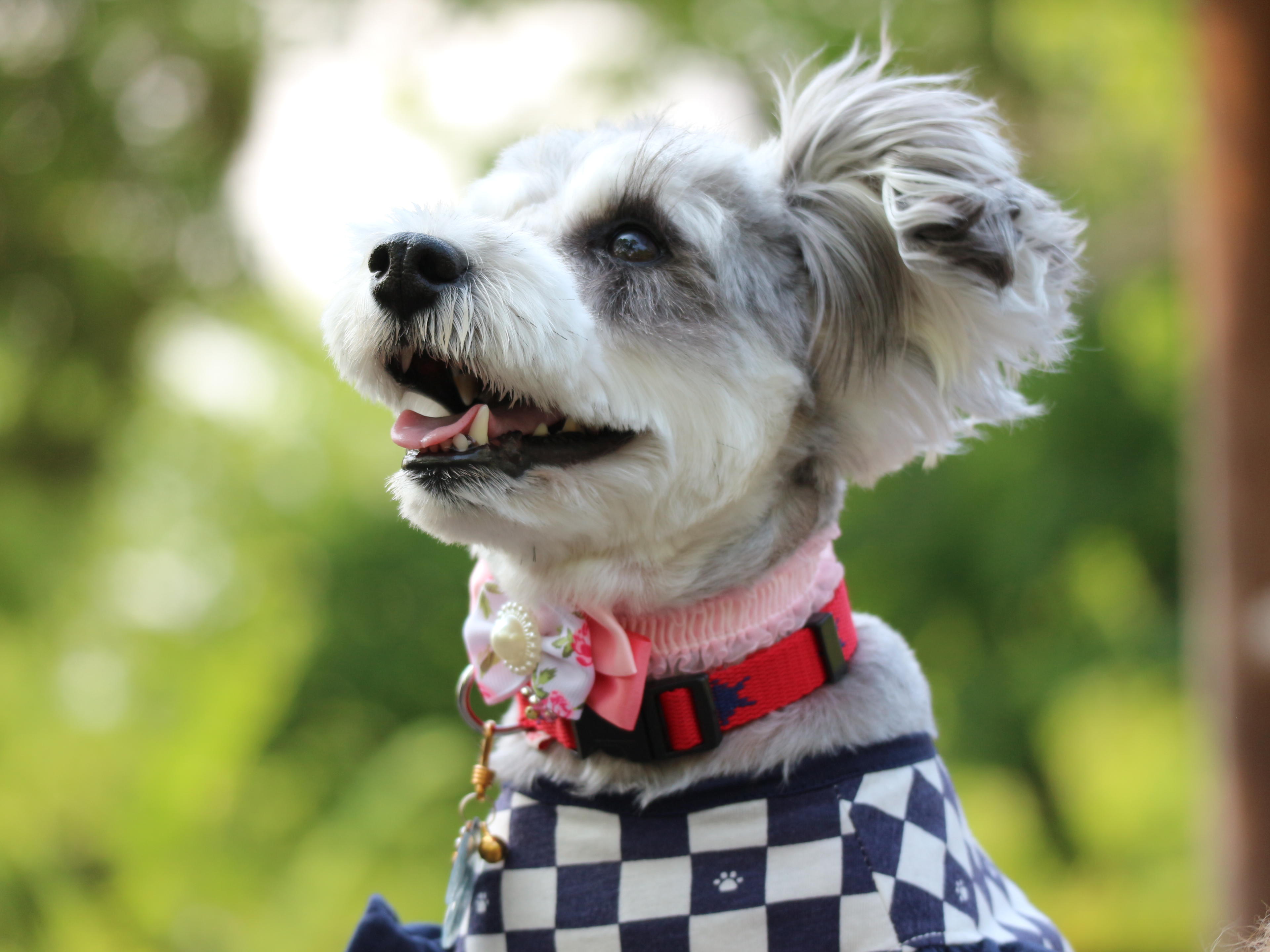 わんにゃんサイトの犬の写真