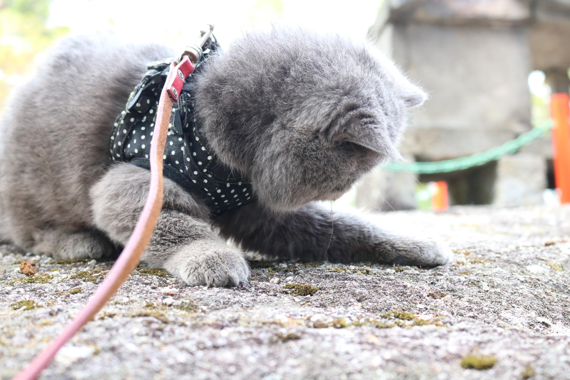 わんにゃんサイトの猫の写真