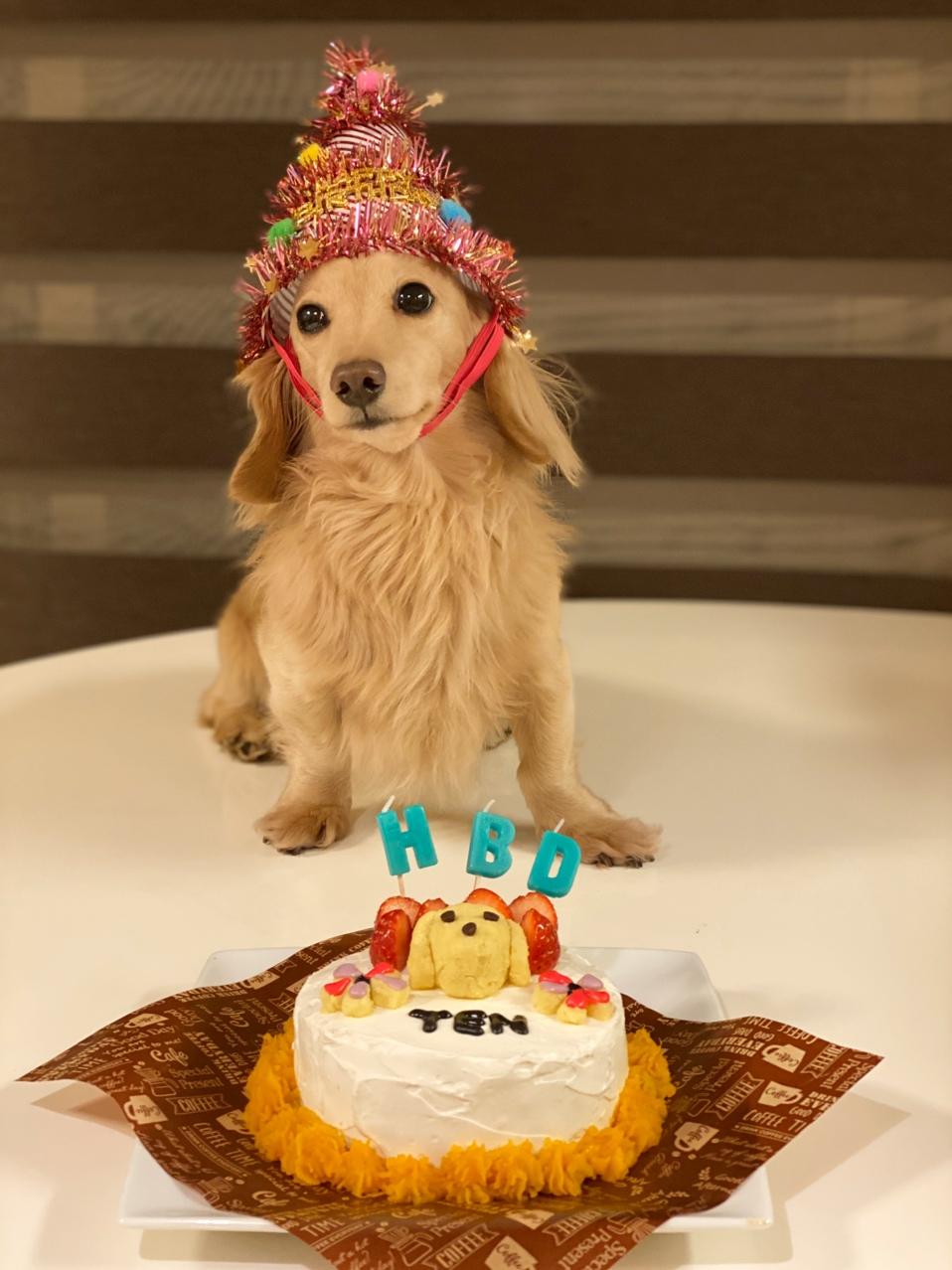 わんにゃんサイトの犬の写真