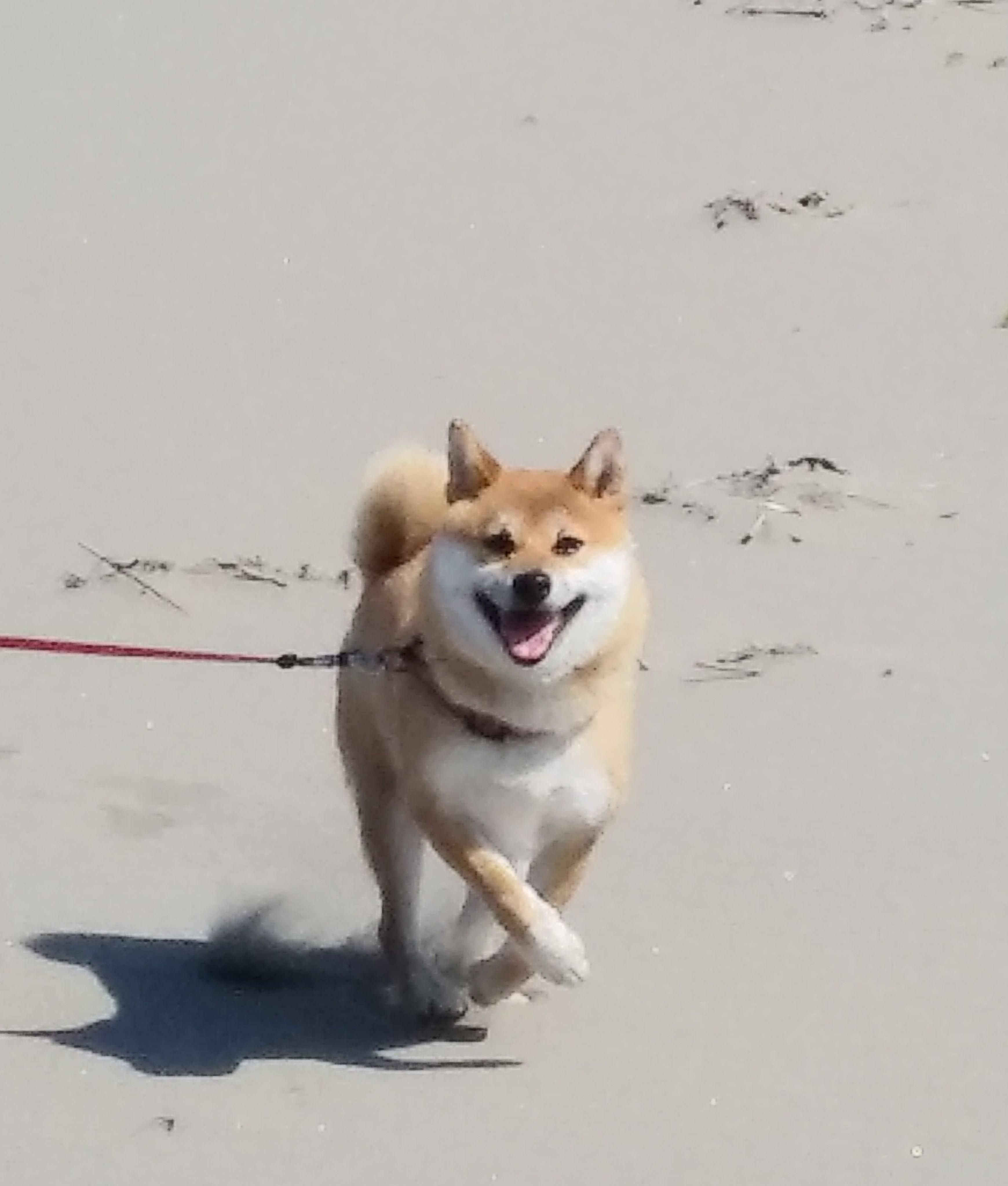 わんにゃんサイトの犬の写真