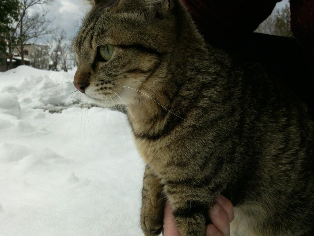 わんにゃんサイトの猫の写真