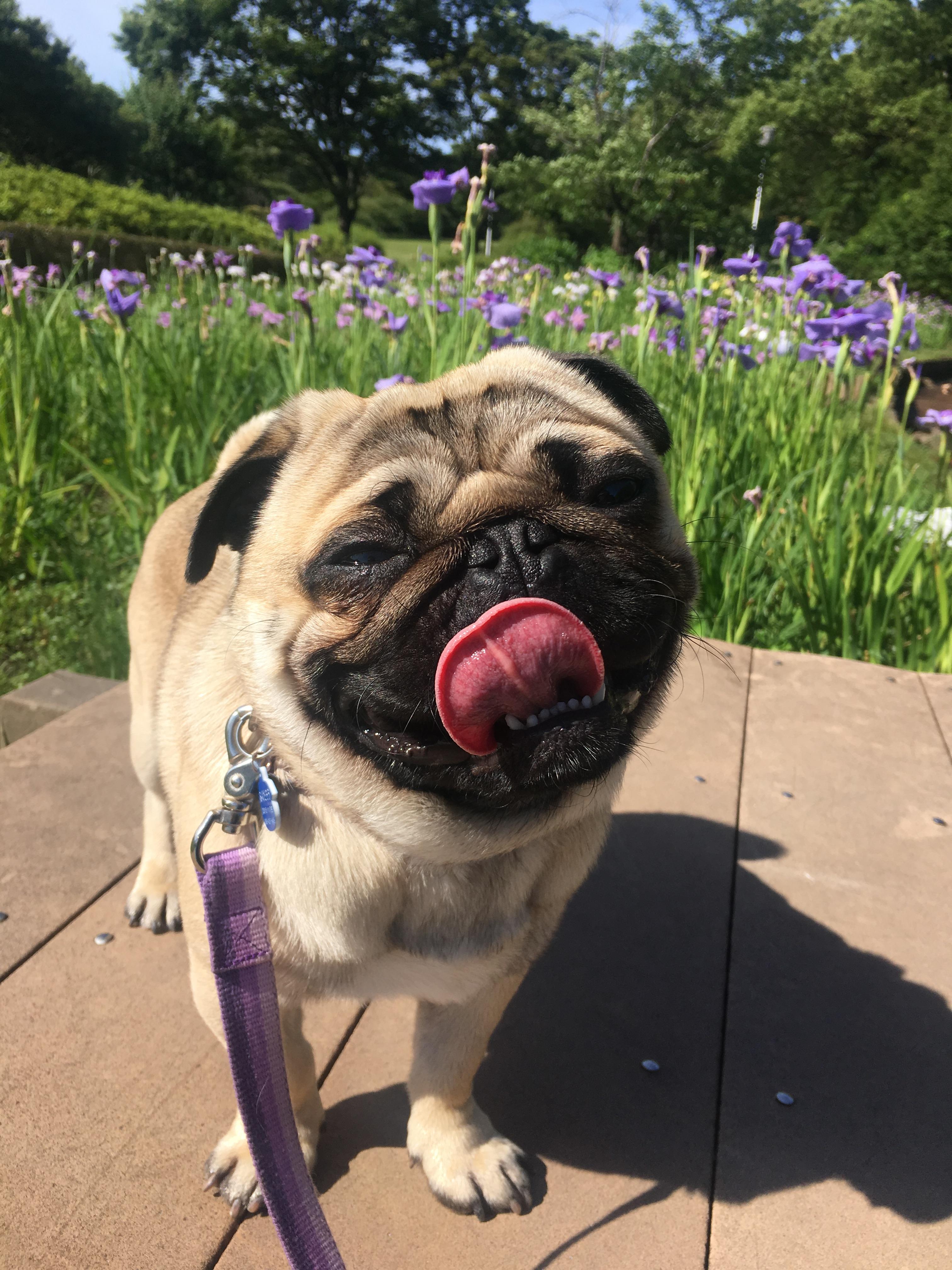 わんにゃんサイトの犬の写真