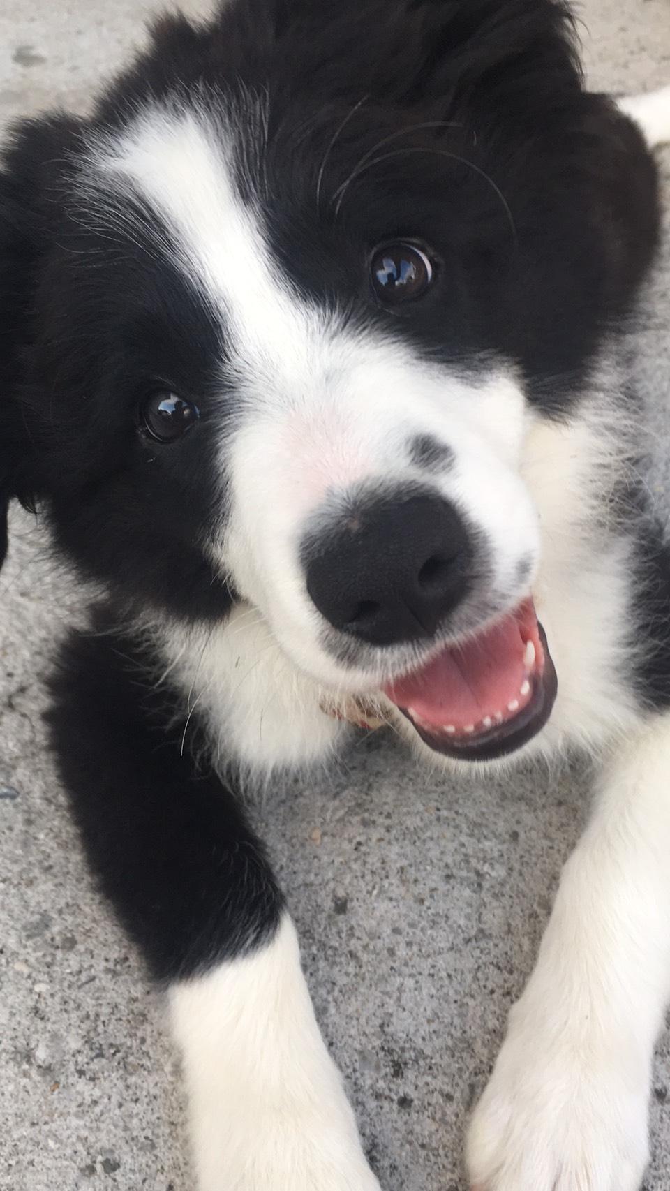 わんにゃんサイトの犬の写真