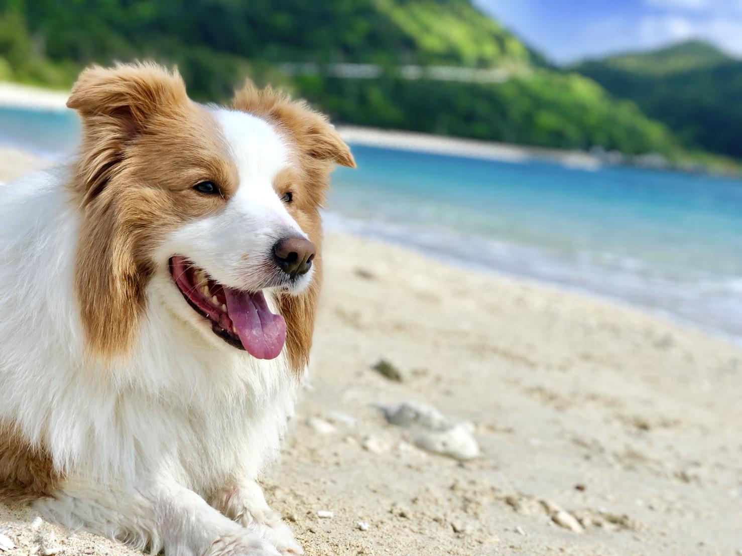 わんにゃんサイトの犬の写真