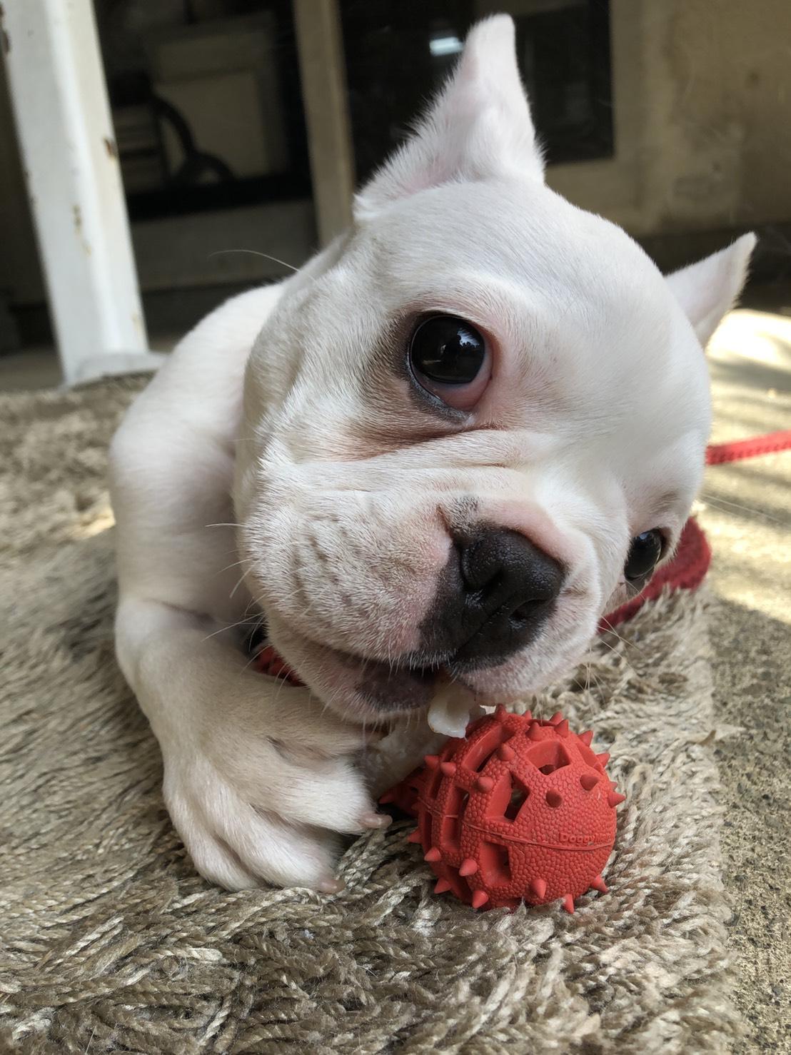 わんにゃんサイトの犬の写真