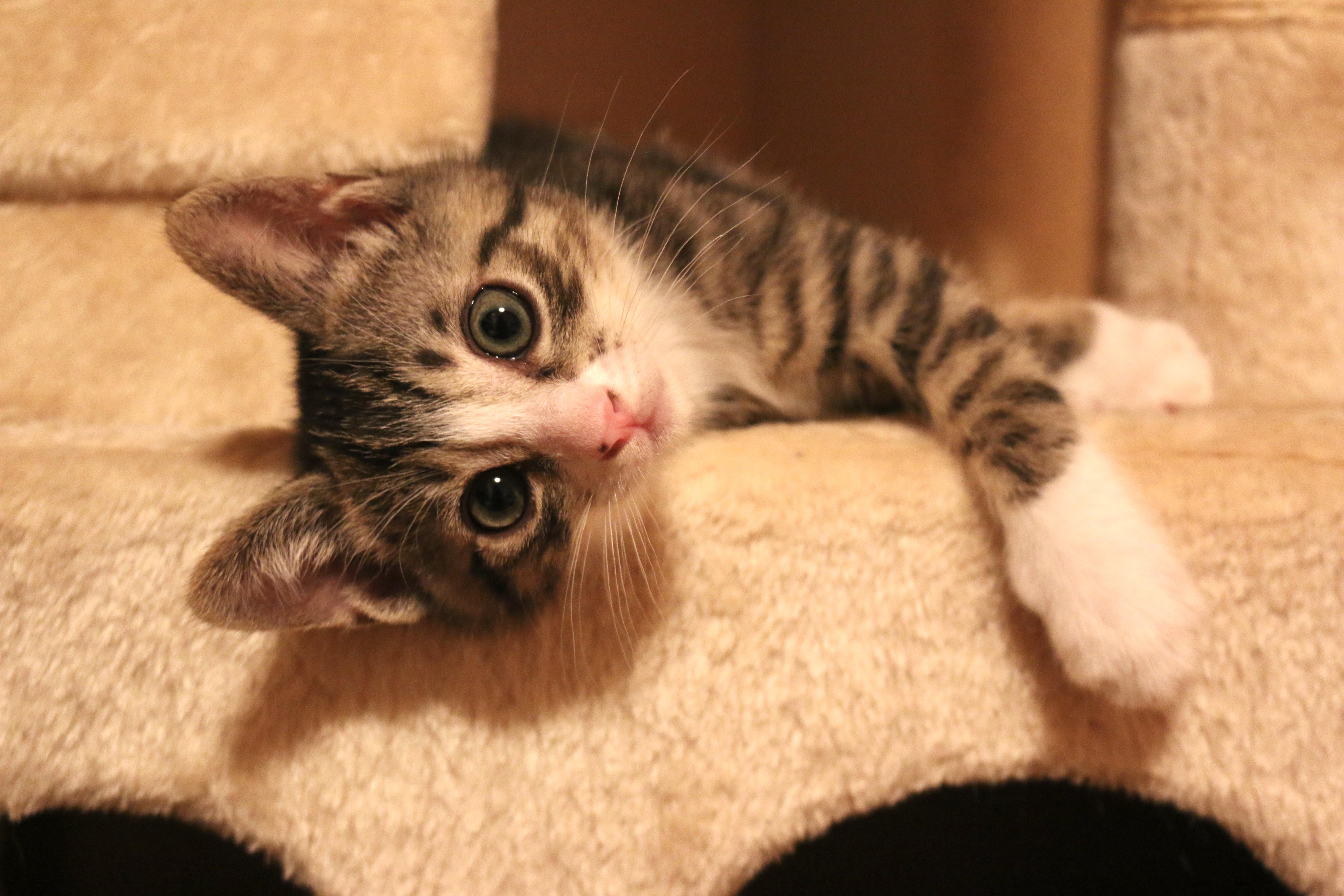 わんにゃんサイトの猫の写真