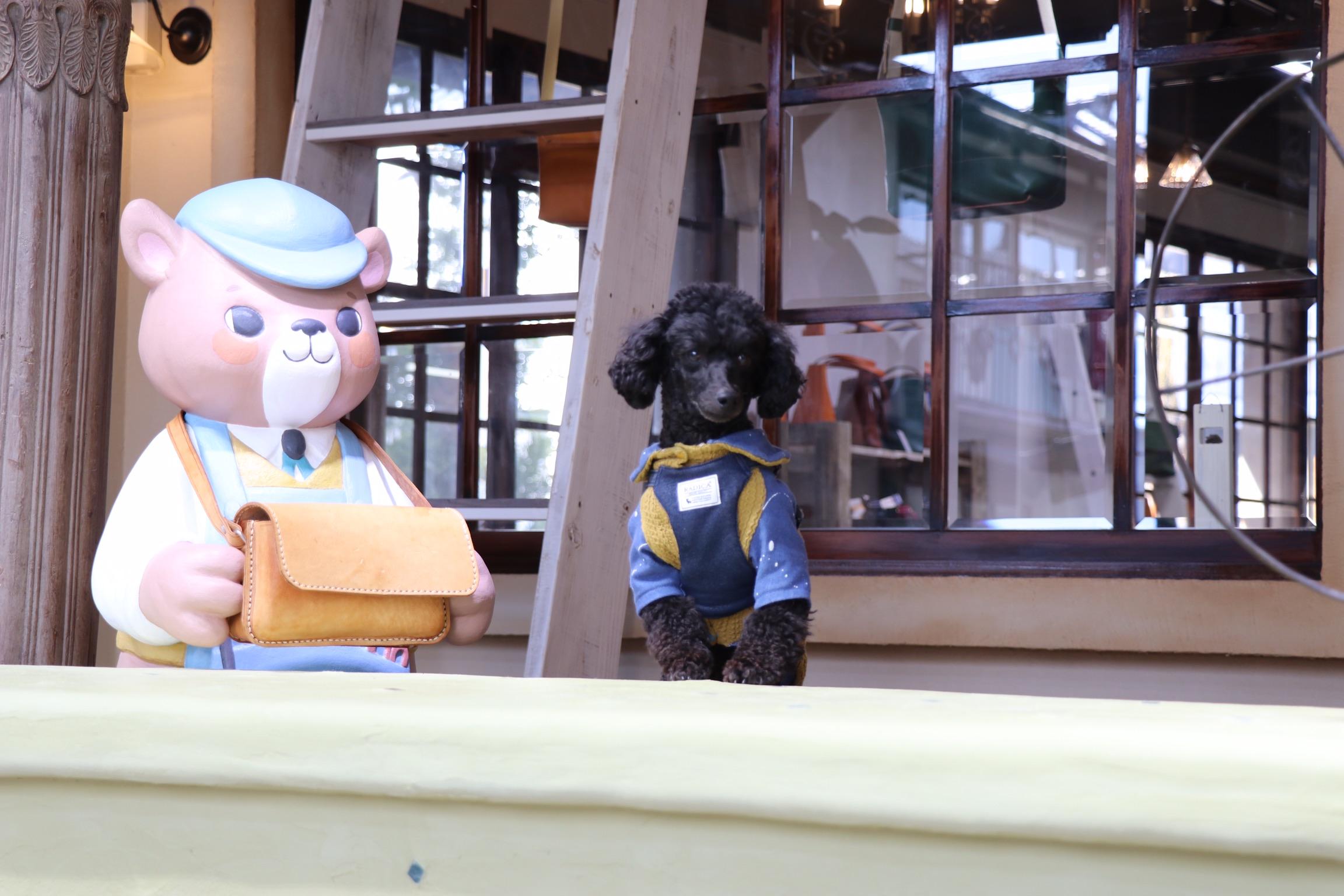 わんにゃんサイトの犬の写真