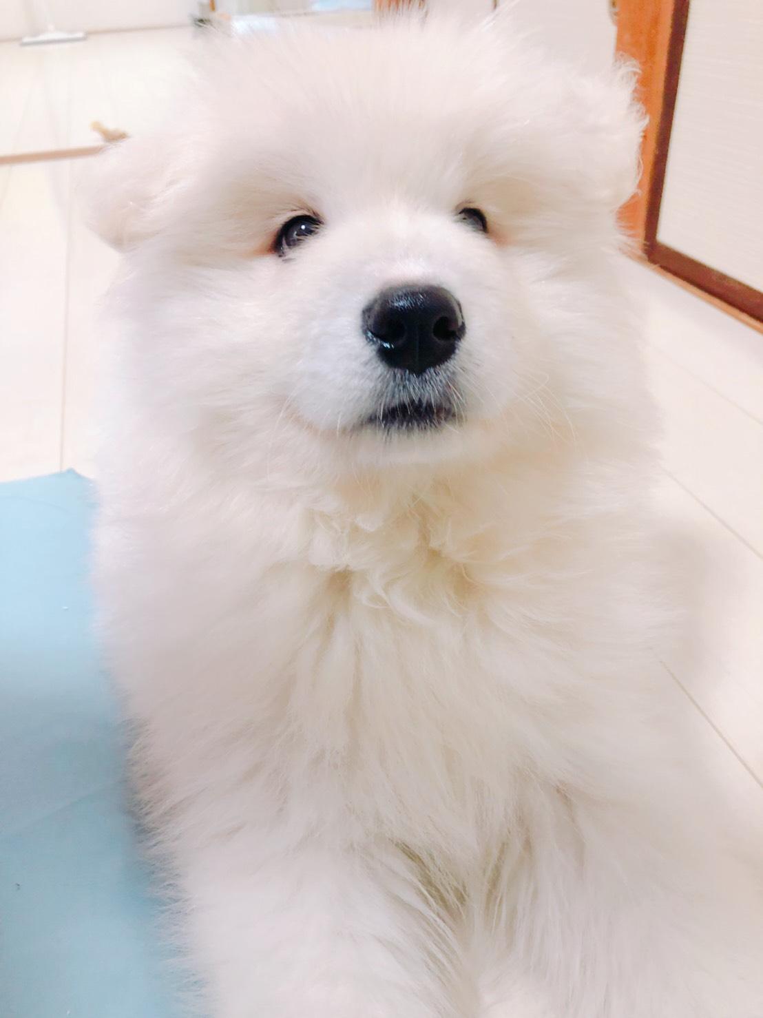 わんにゃんサイトの犬の写真