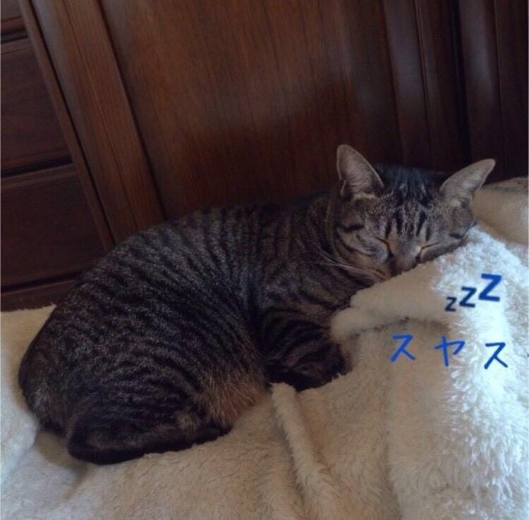 わんにゃんサイトの猫の写真