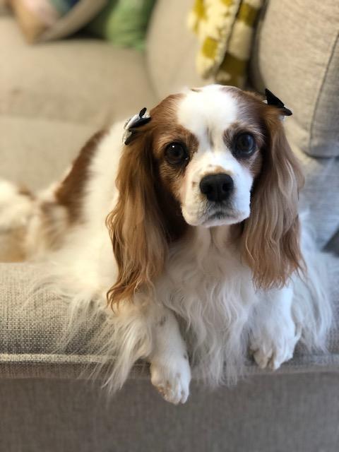 わんにゃんサイトの犬の写真