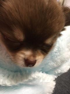 わんにゃんサイトの犬の写真