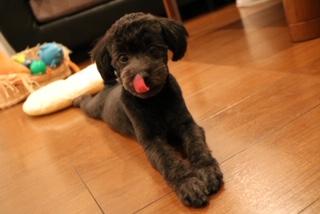 わんにゃんサイトの犬の写真