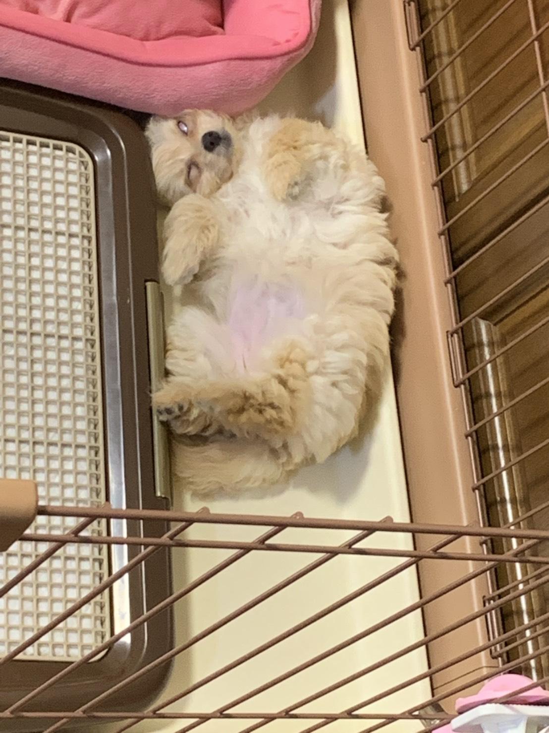 わんにゃんサイトの犬の写真