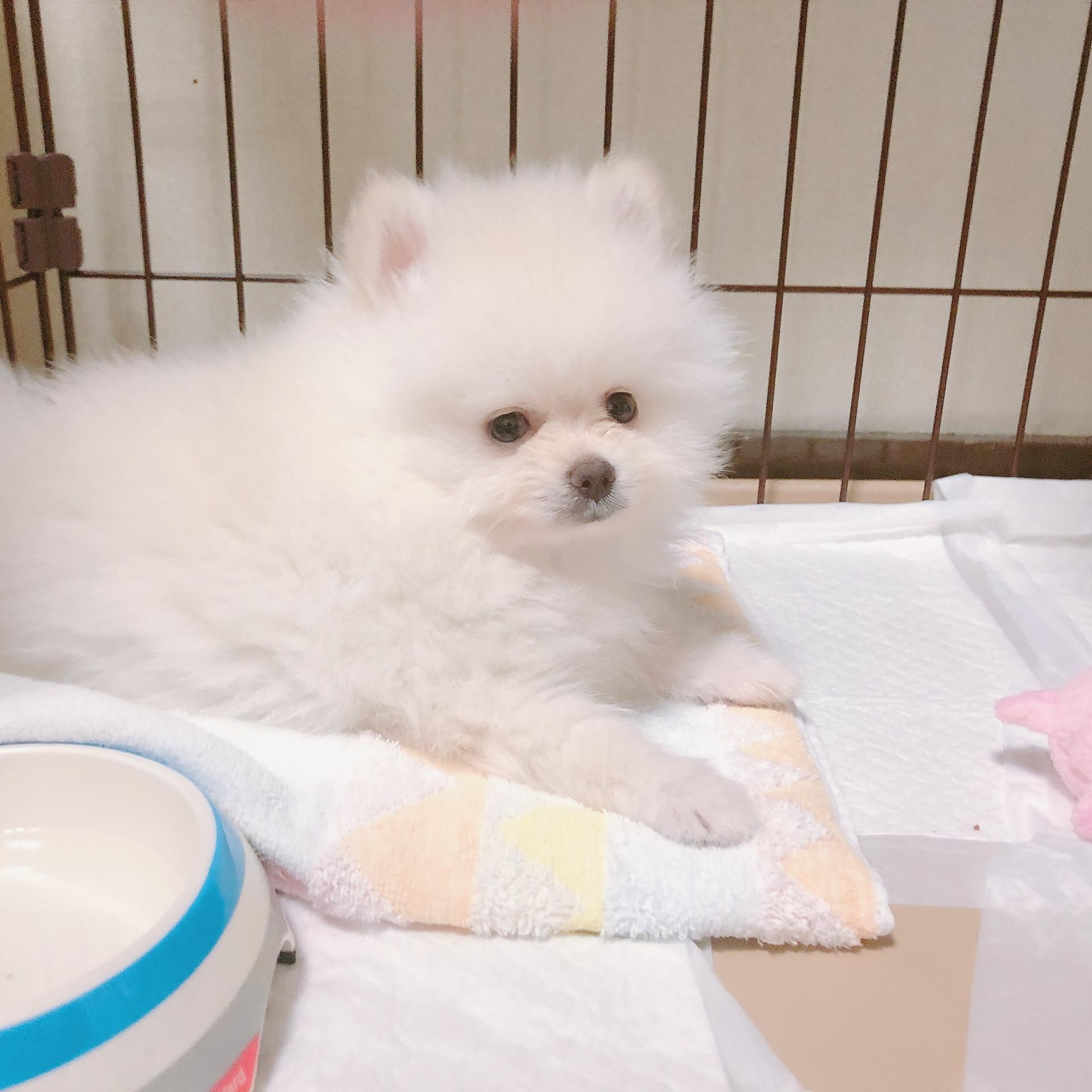 わんにゃんサイトの犬の写真