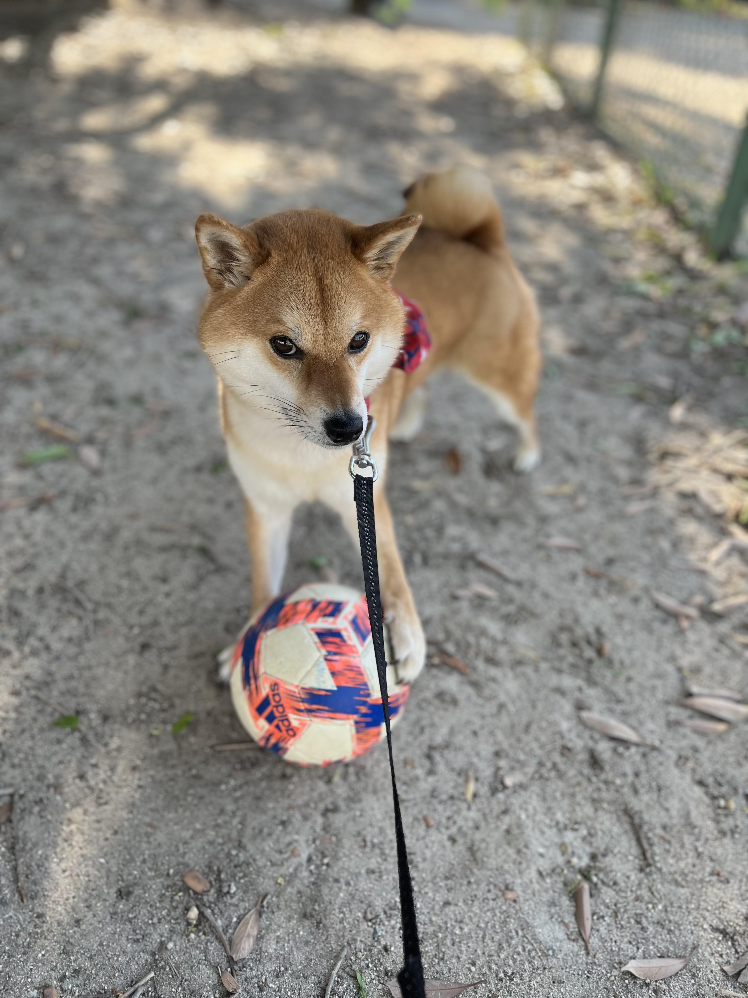 わんにゃんサイトの犬の写真