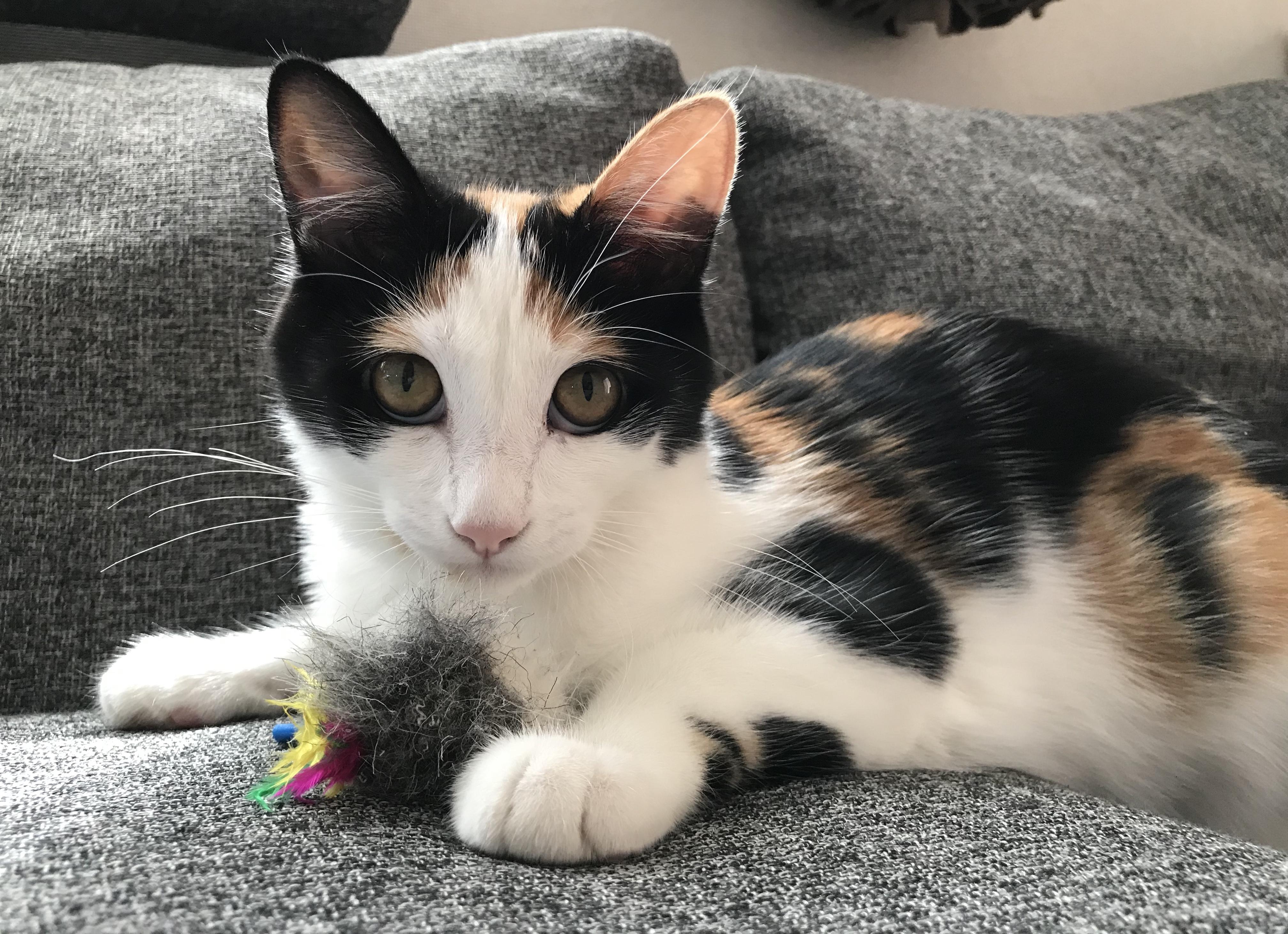 わんにゃんサイトの猫の写真