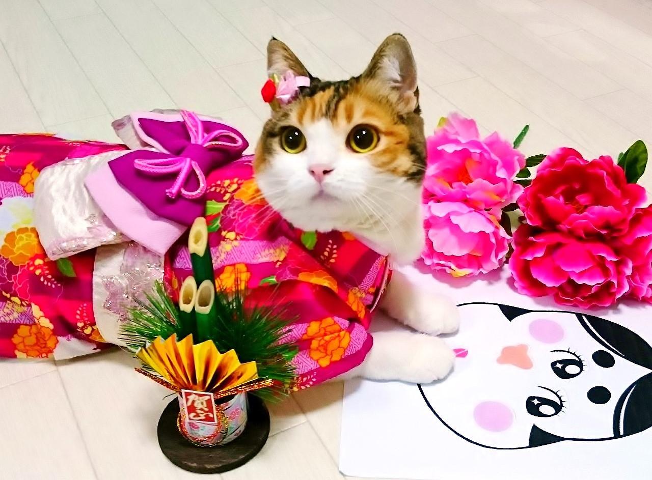 わんにゃんサイトの猫の写真