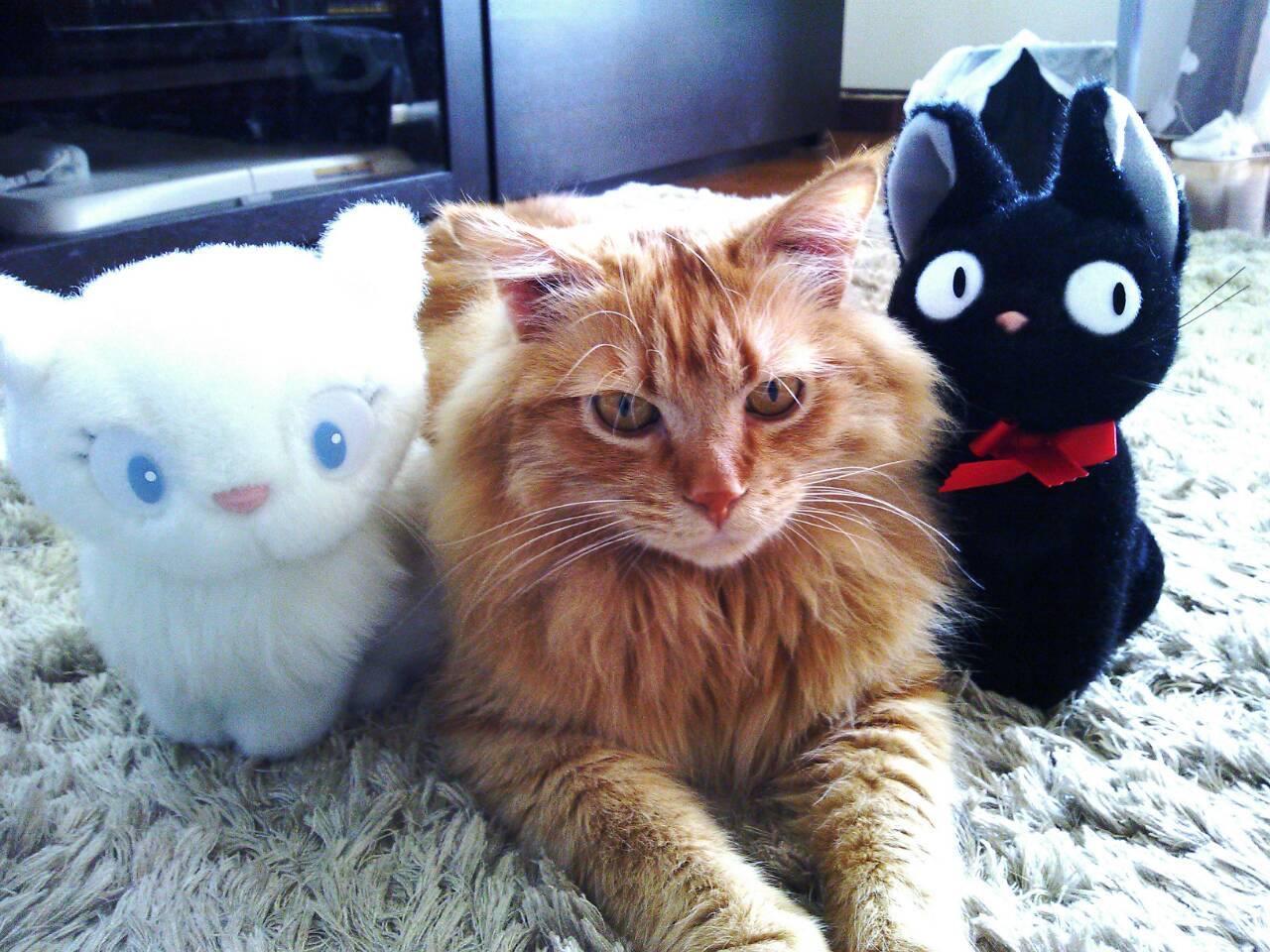 わんにゃんサイトの猫の写真