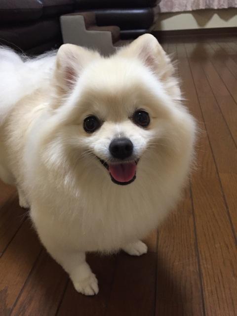 わんにゃんサイトの犬の写真