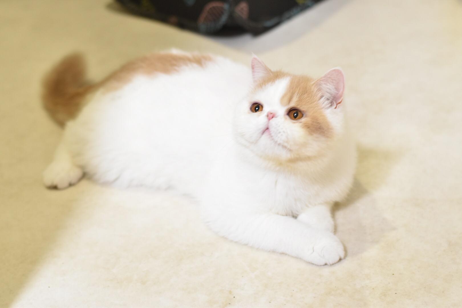 わんにゃんサイトの猫の写真