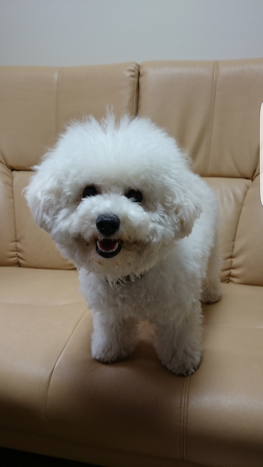 わんにゃんサイトの犬の写真