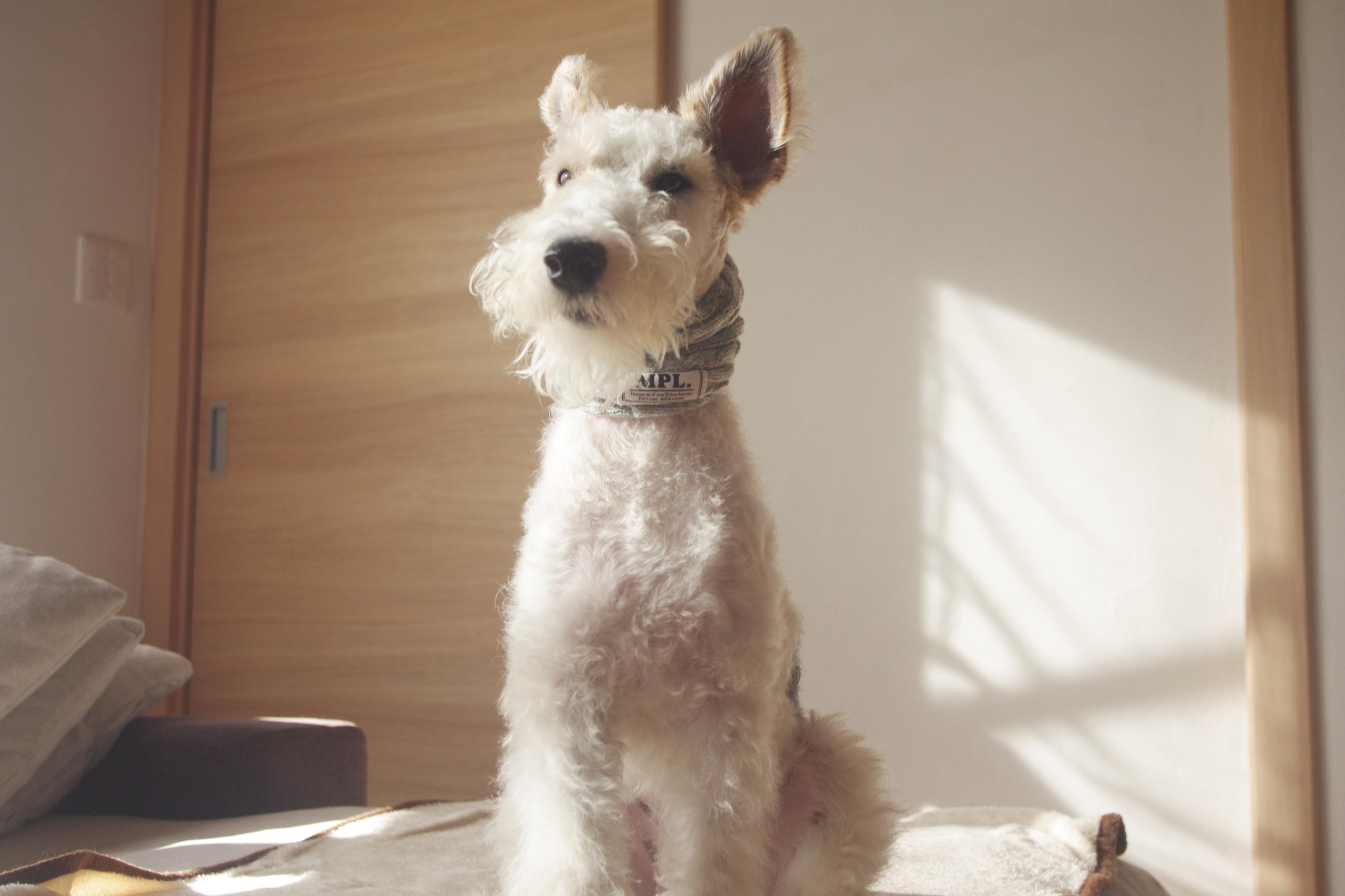 わんにゃんサイトの犬の写真