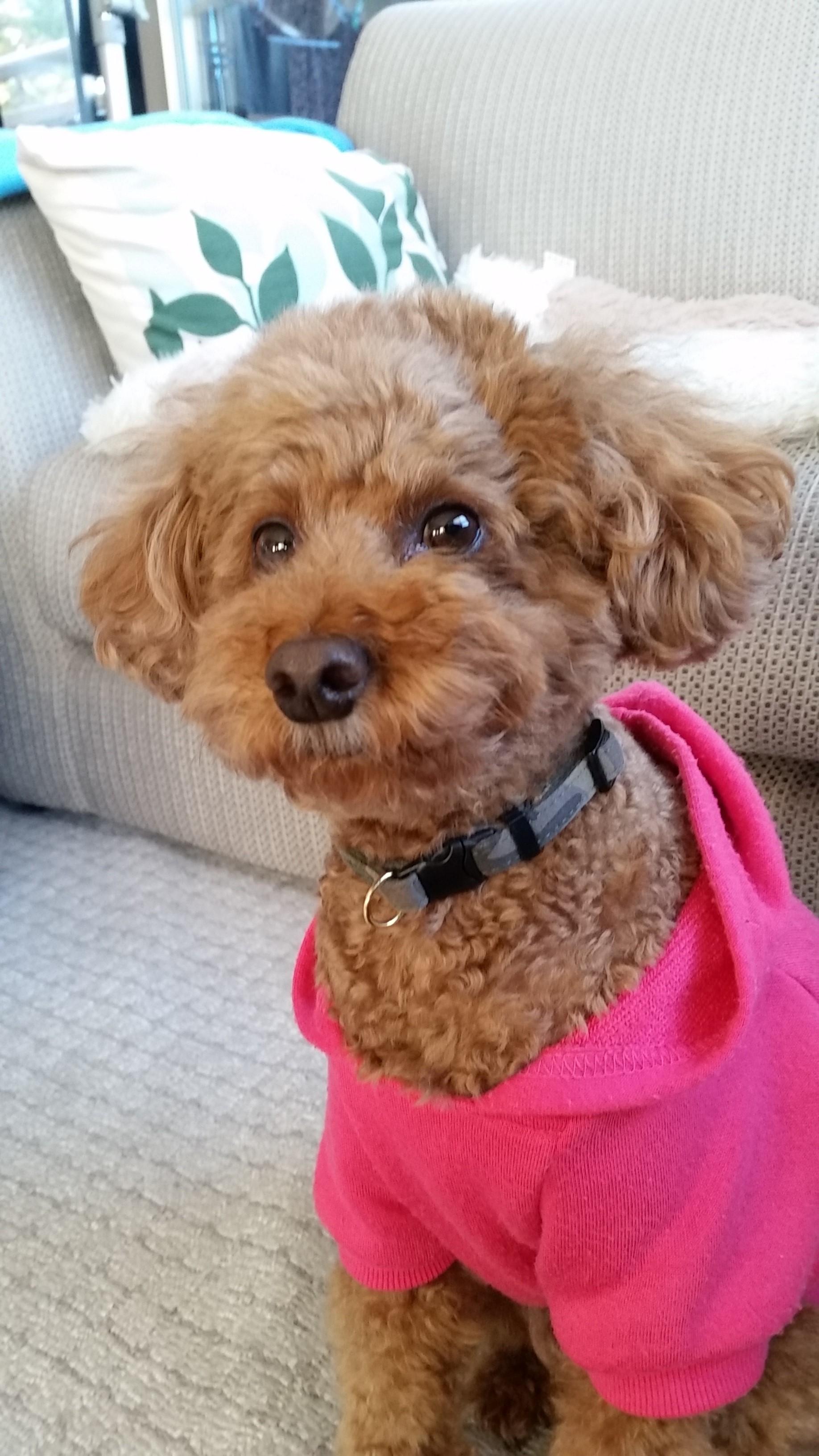 わんにゃんサイトの犬の写真