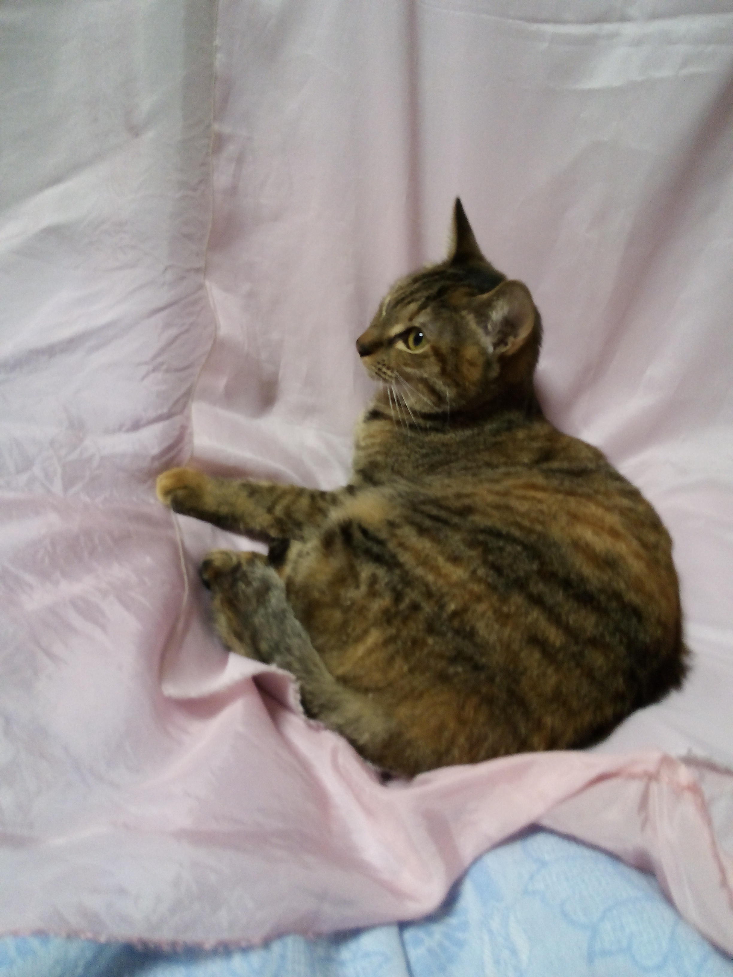 わんにゃんサイトの猫の写真