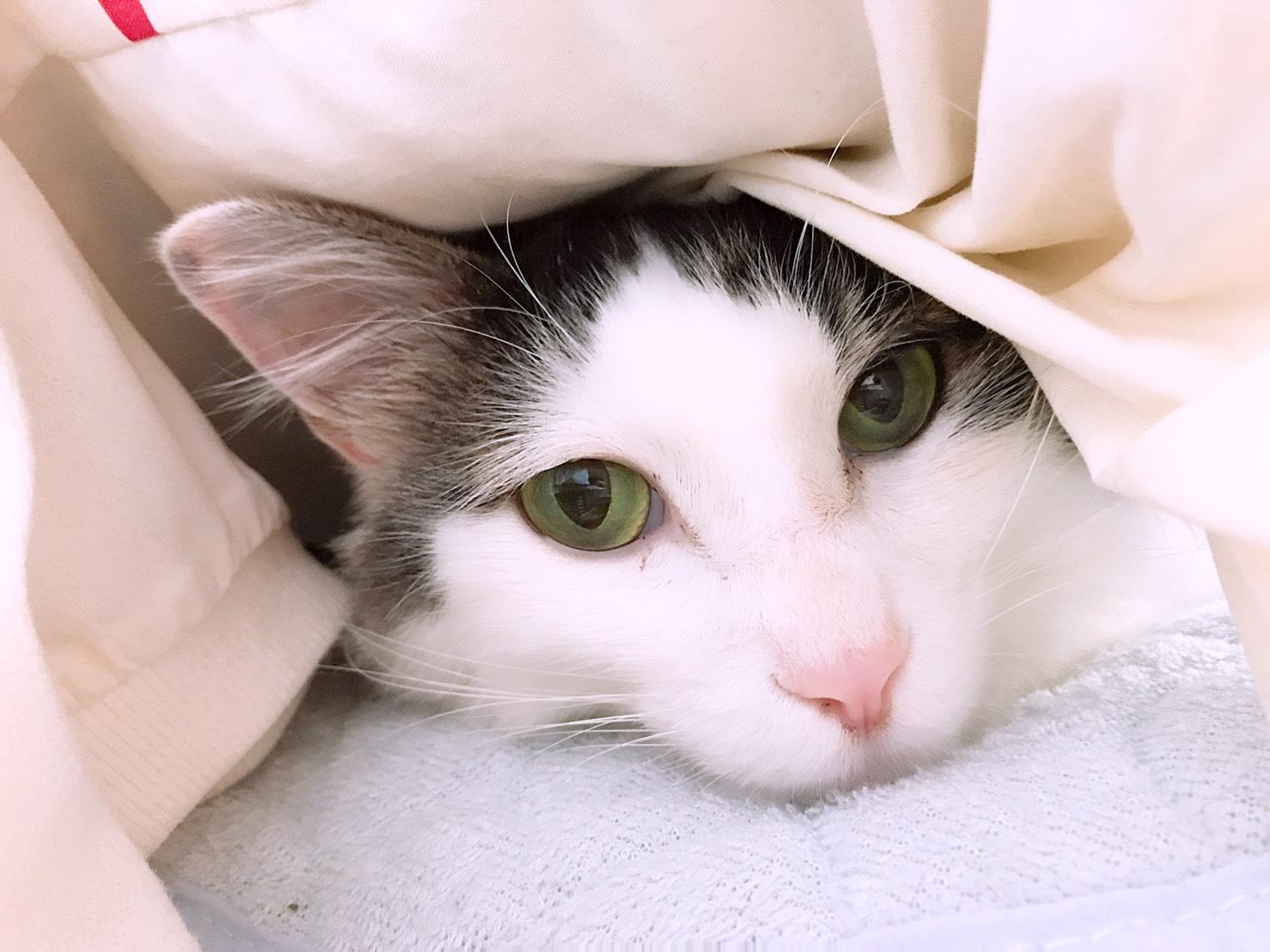 わんにゃんサイトの猫の写真