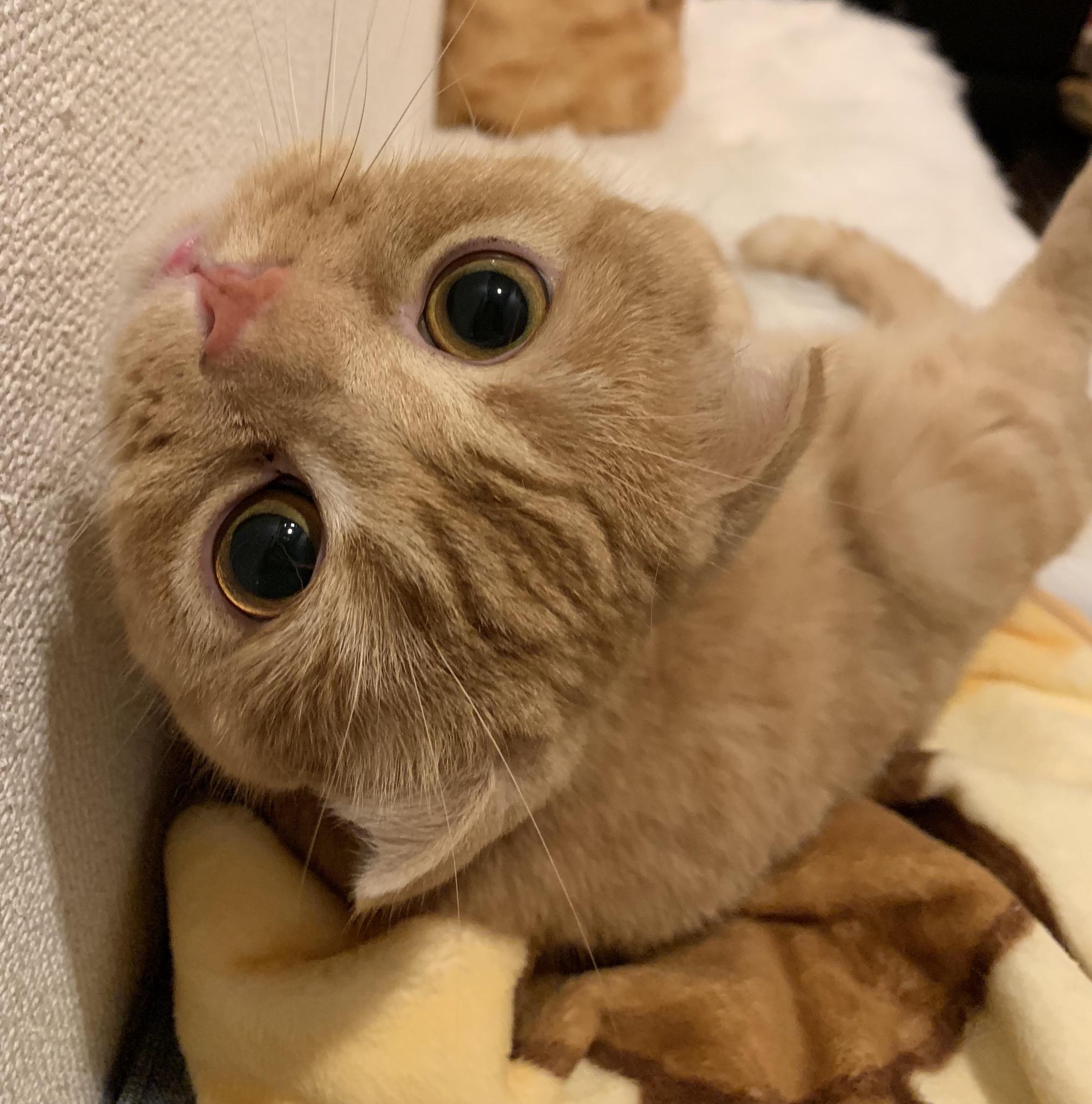 わんにゃんサイトの猫の写真